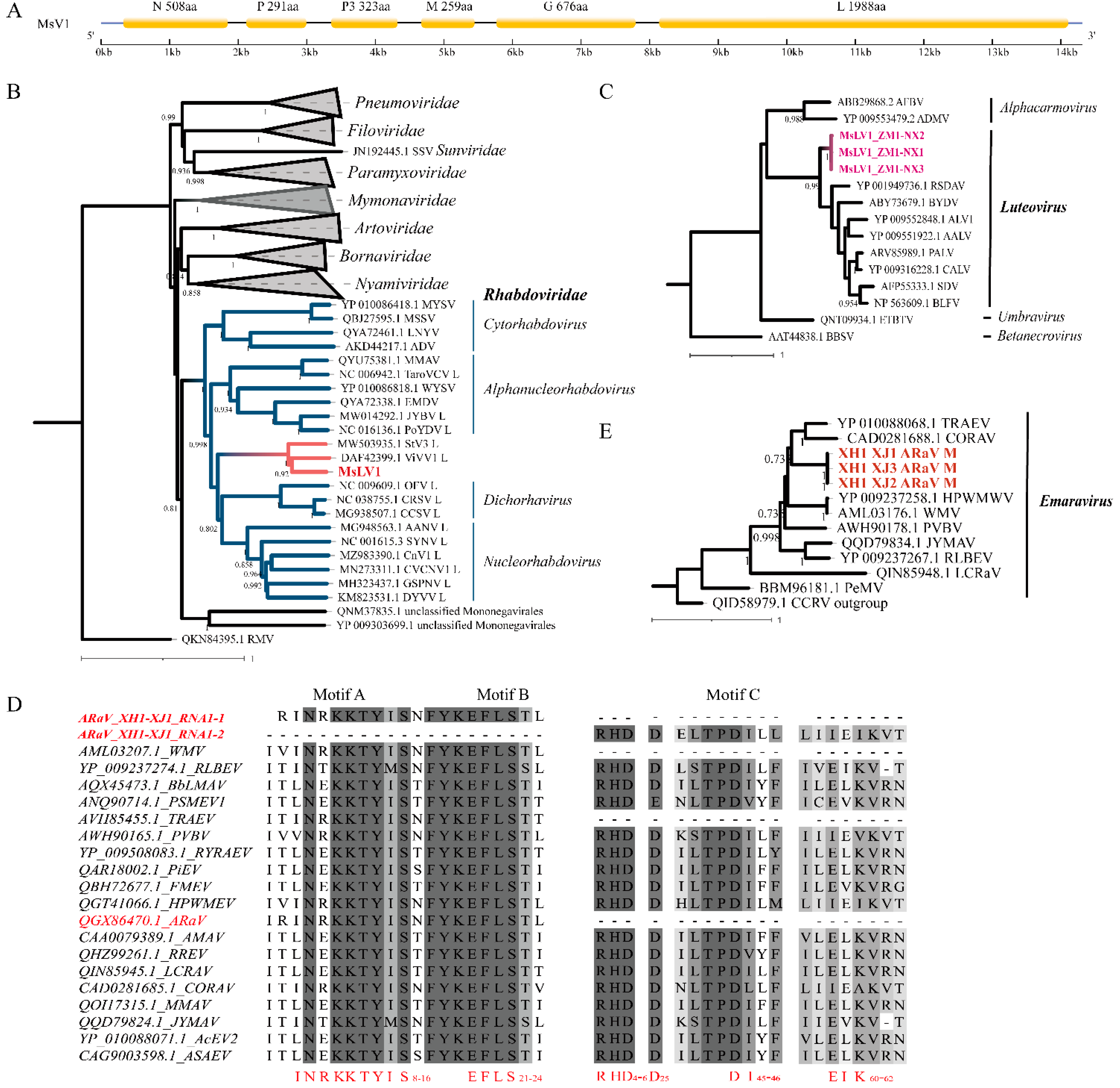 Viruses 14 01519 g002 Viruses 14 01519 g002