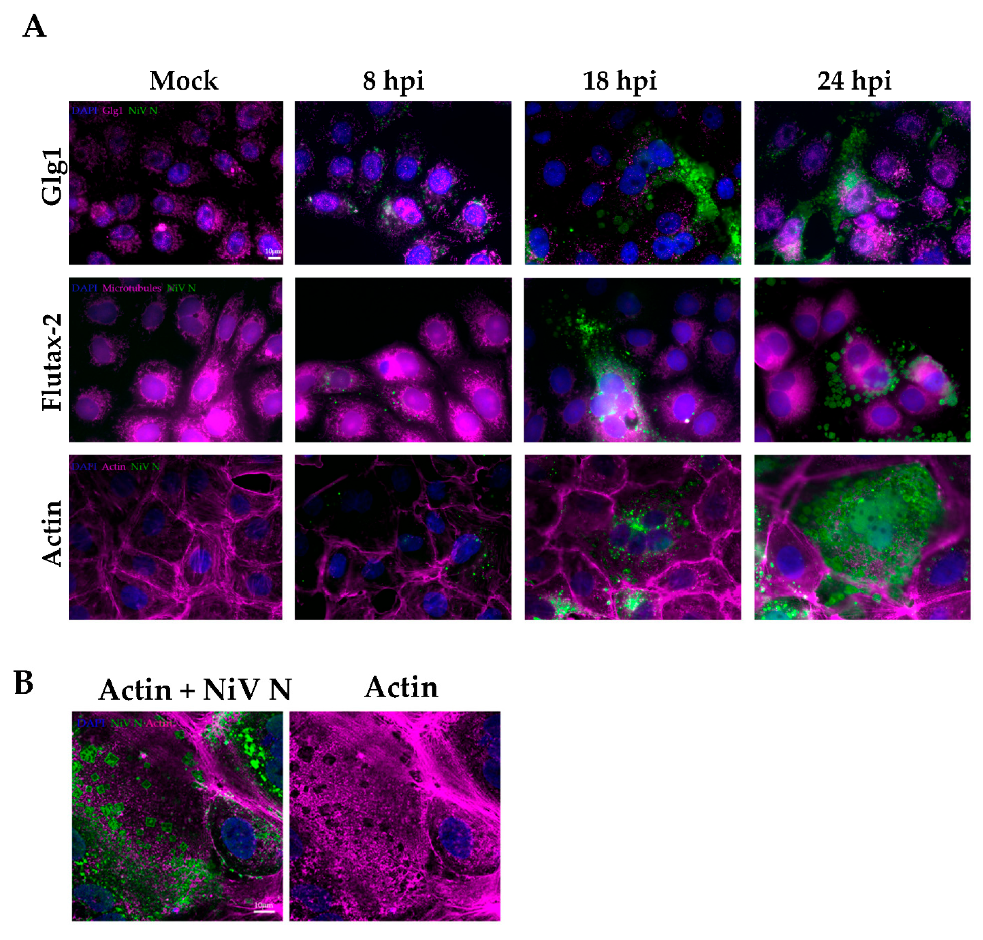 Viruses 14 01523 g003a