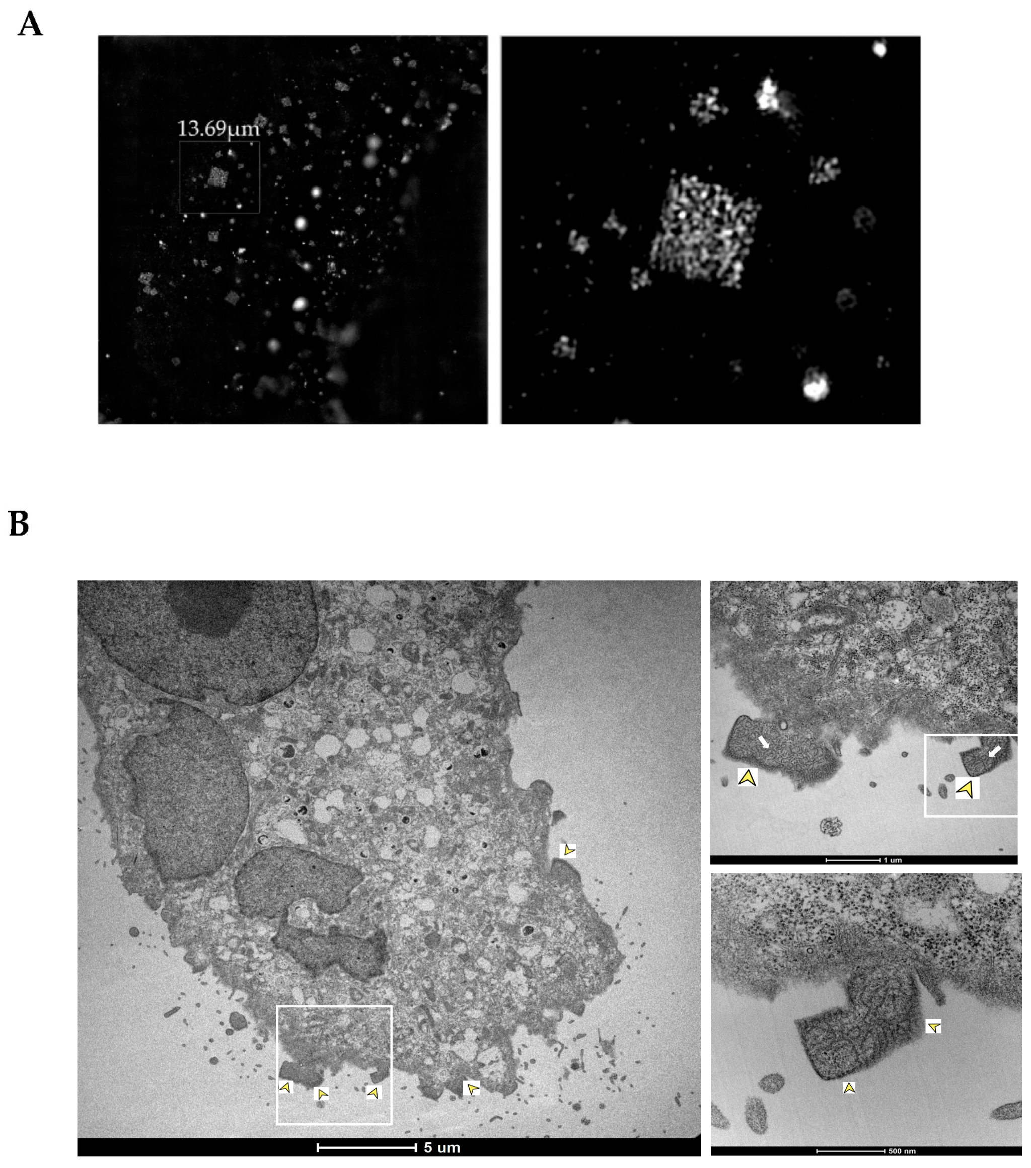 Viruses 14 01523 g004a