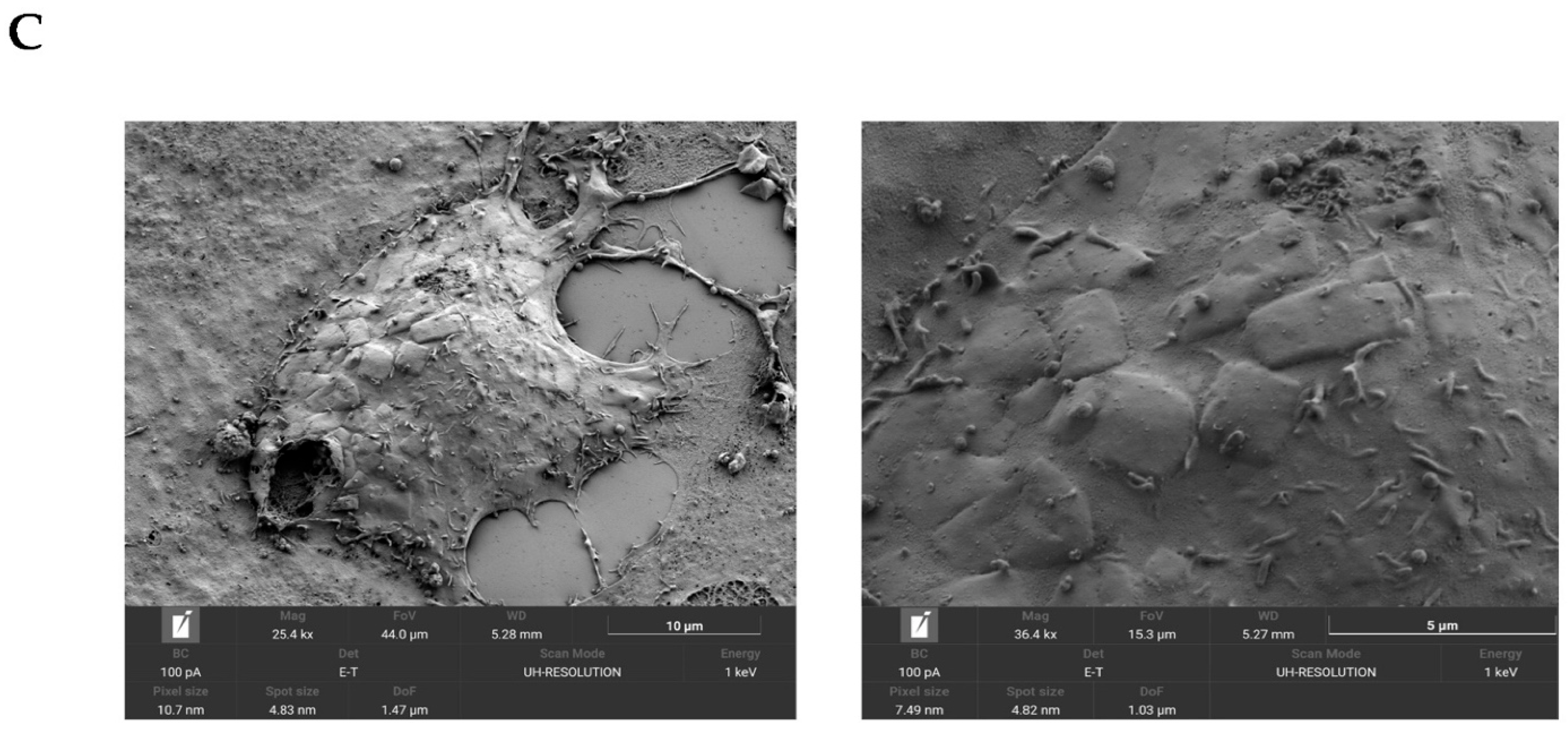 Viruses 14 01523 g004b