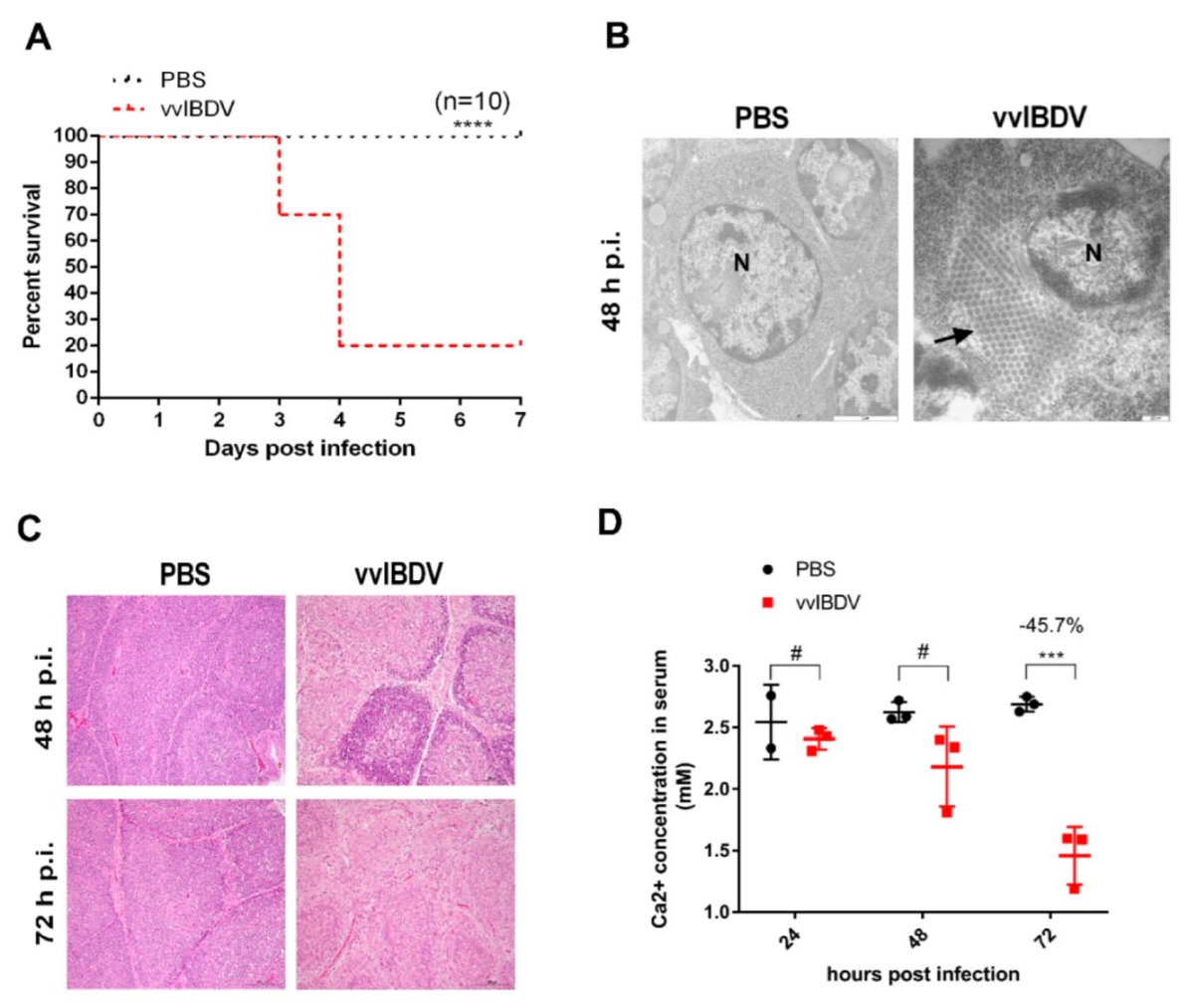 Viruses 14 01524 g001
