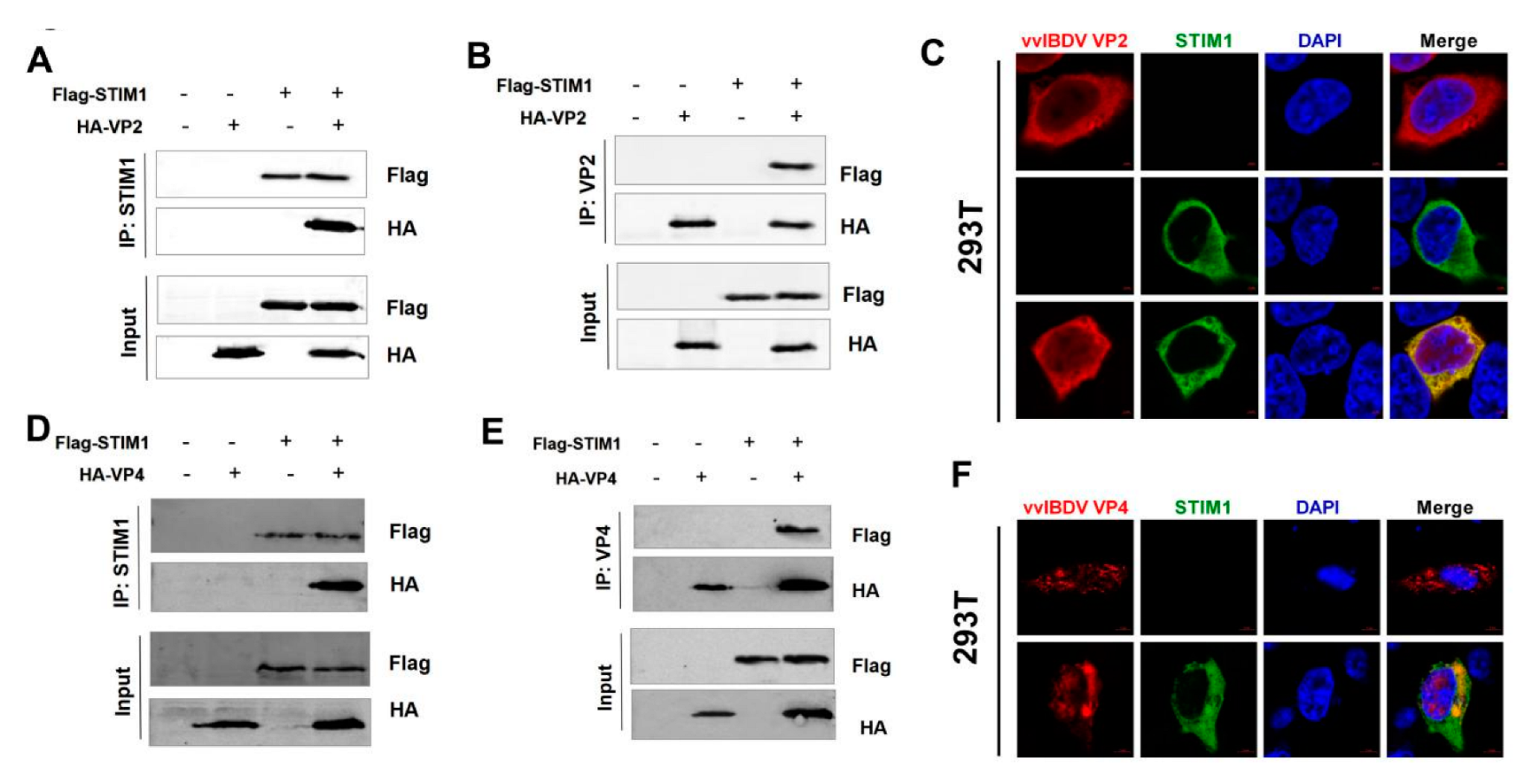 Viruses 14 01524 g006