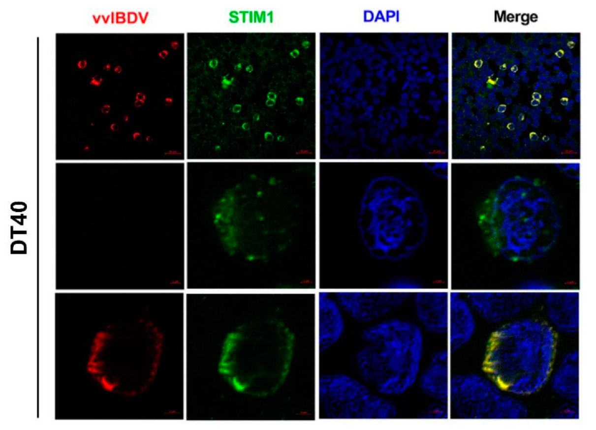 Viruses 14 01524 g007