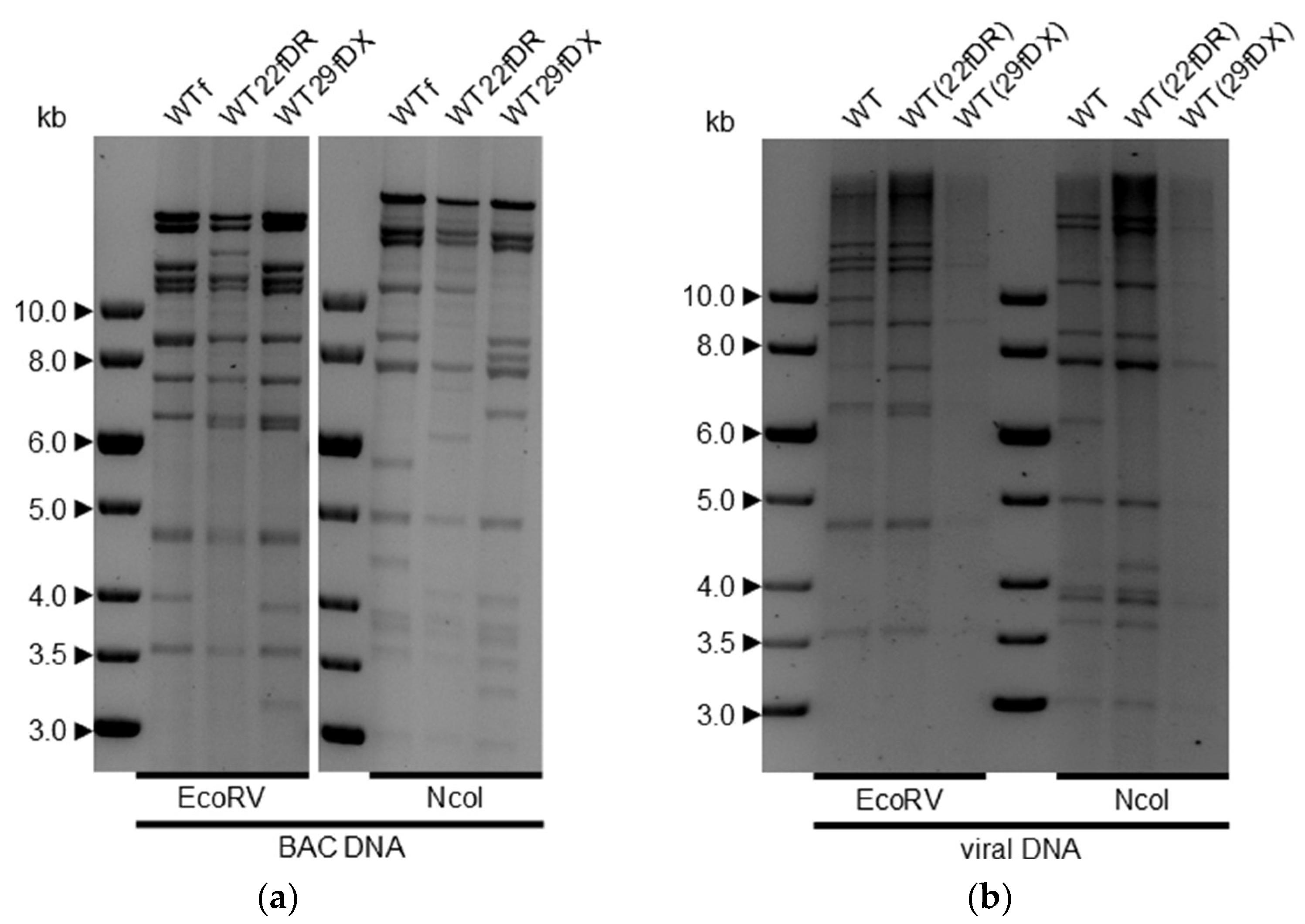 Viruses 14 01525 g003