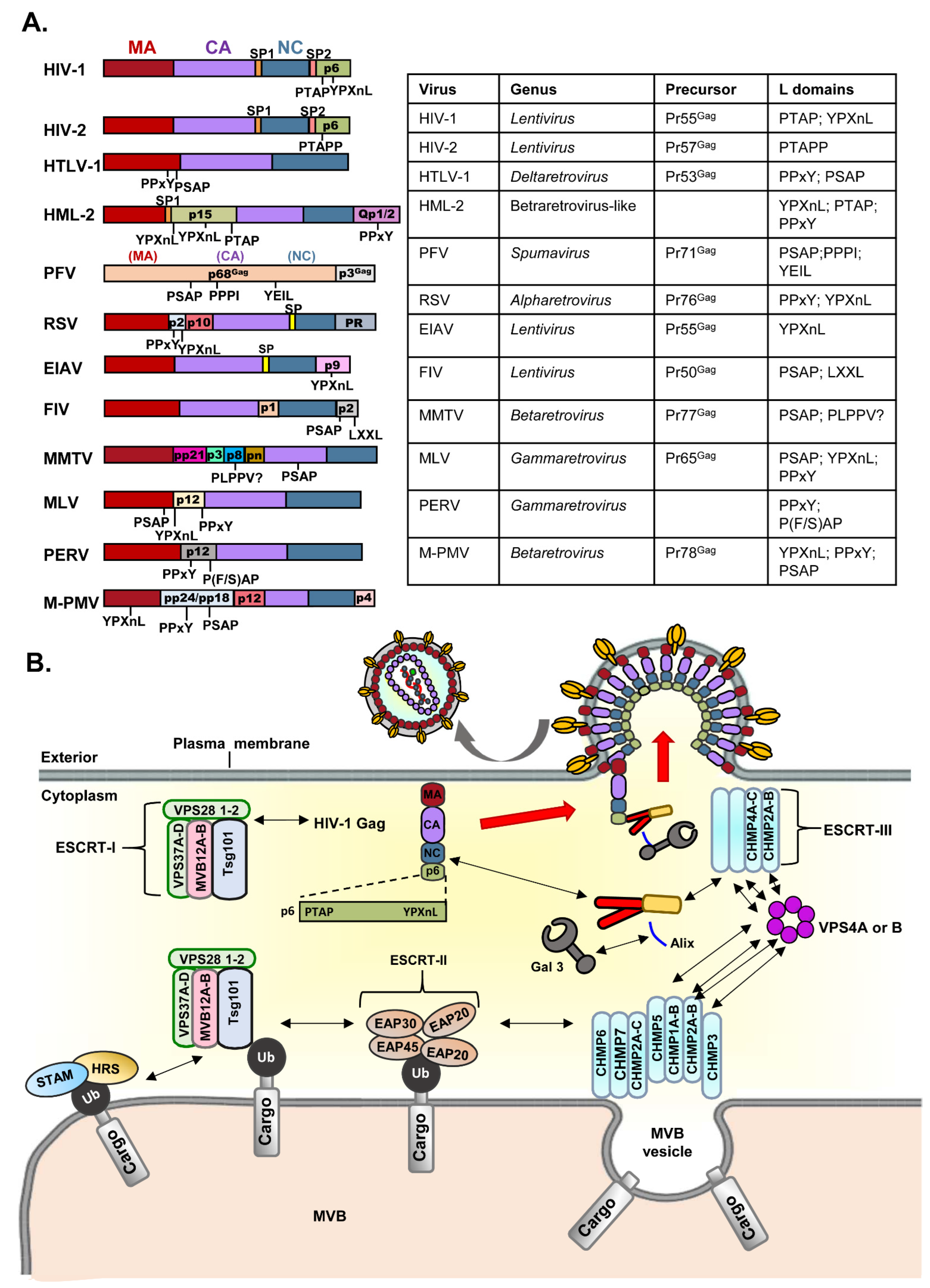 Viruses 14 01528 g001