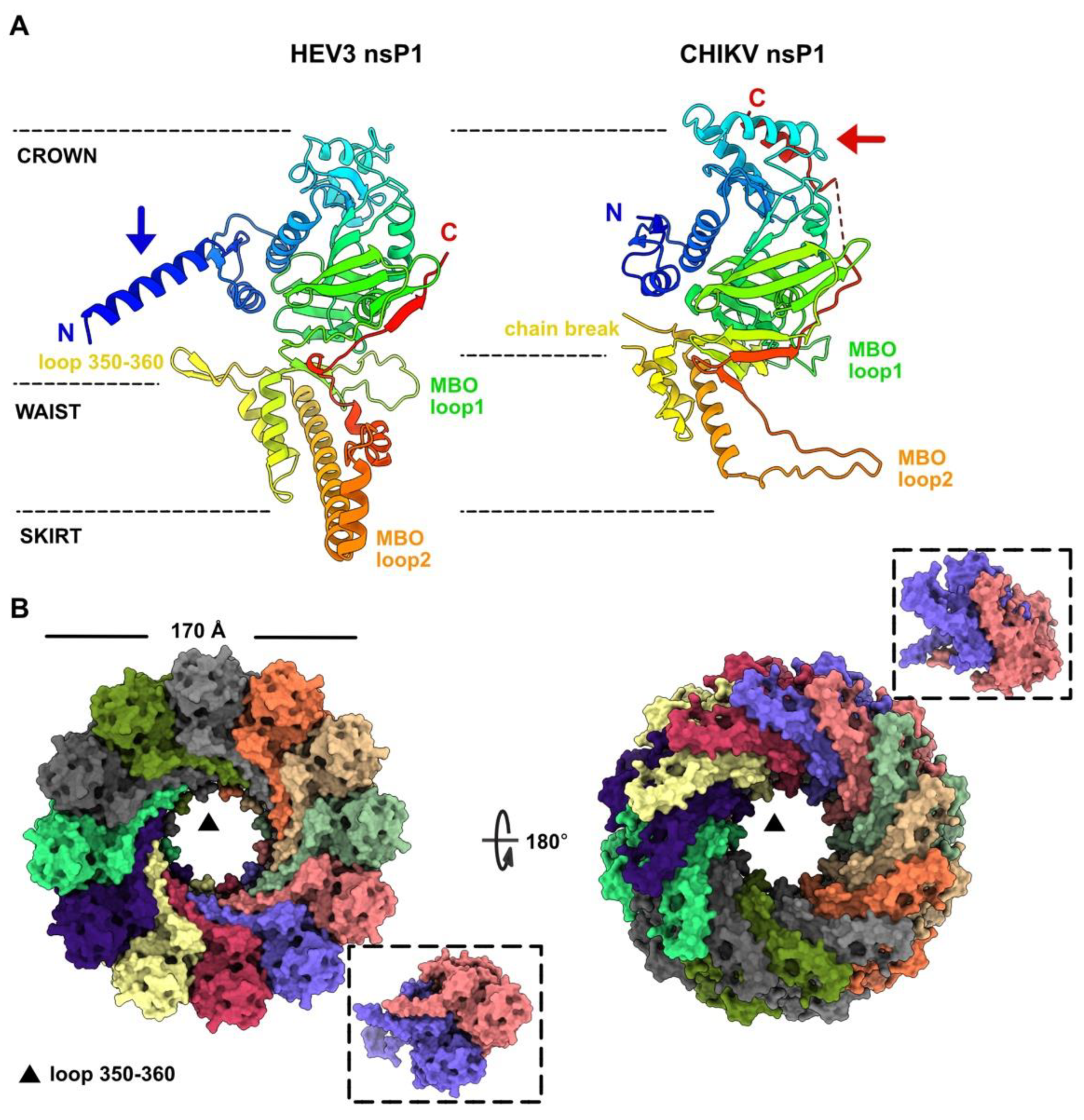 Viruses 14 01537 g002 550