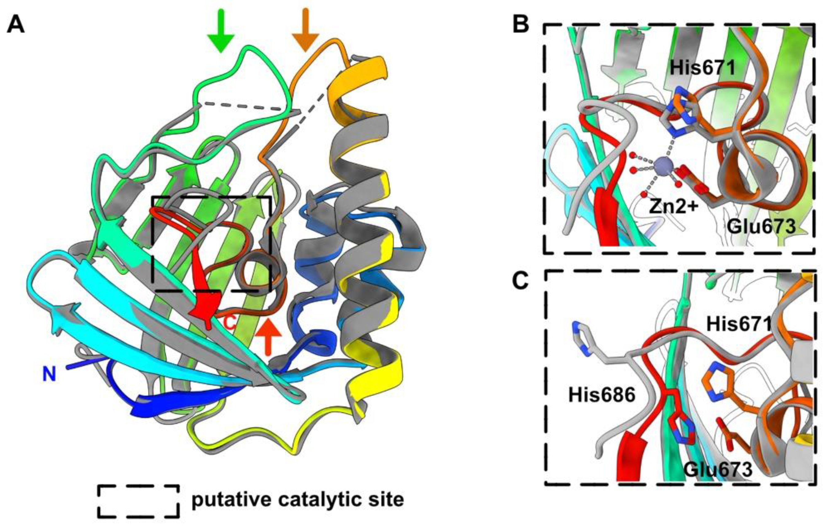 Viruses 14 01537 g003 550