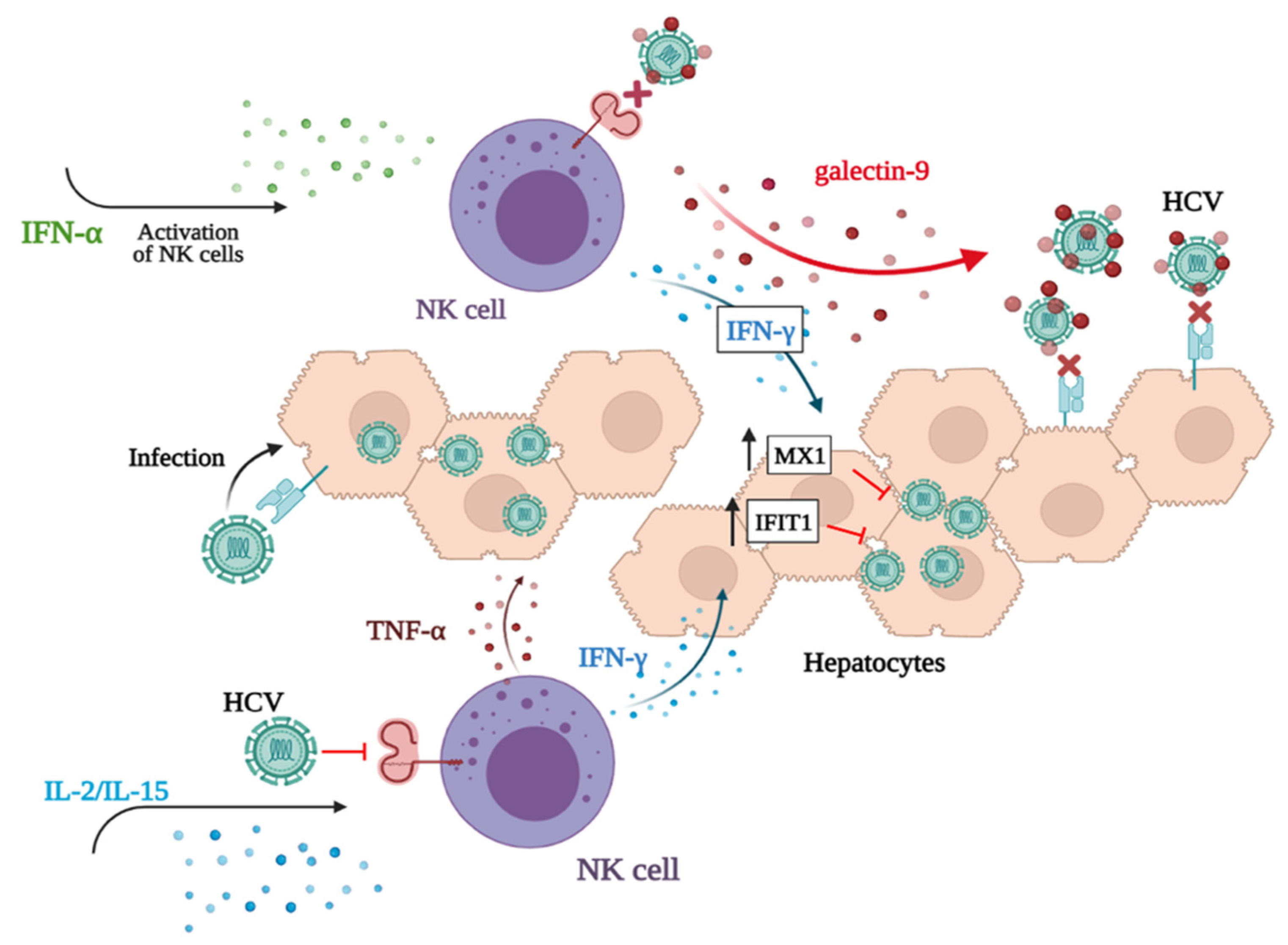 Viruses 14 01538 g008