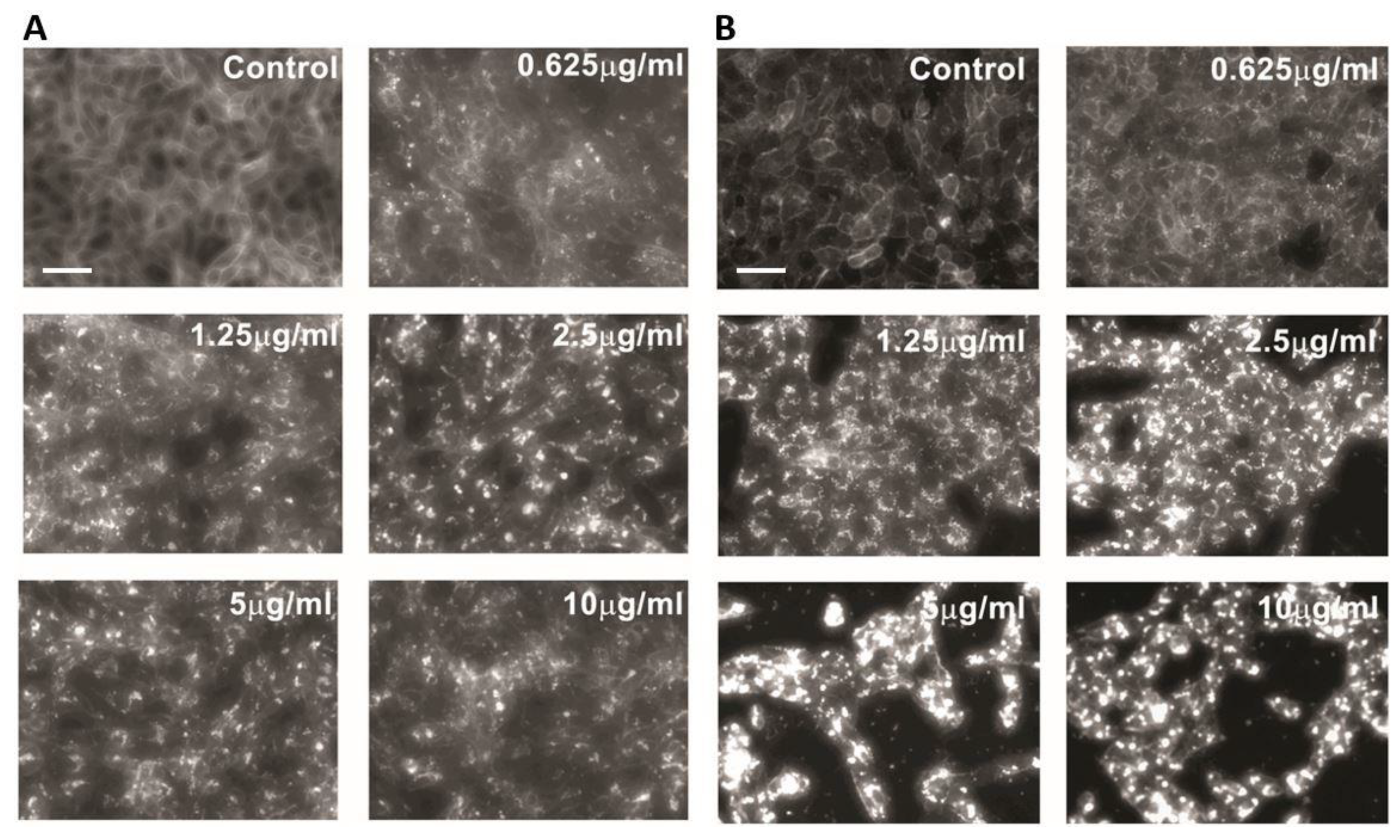 Viruses 14 01539 g001