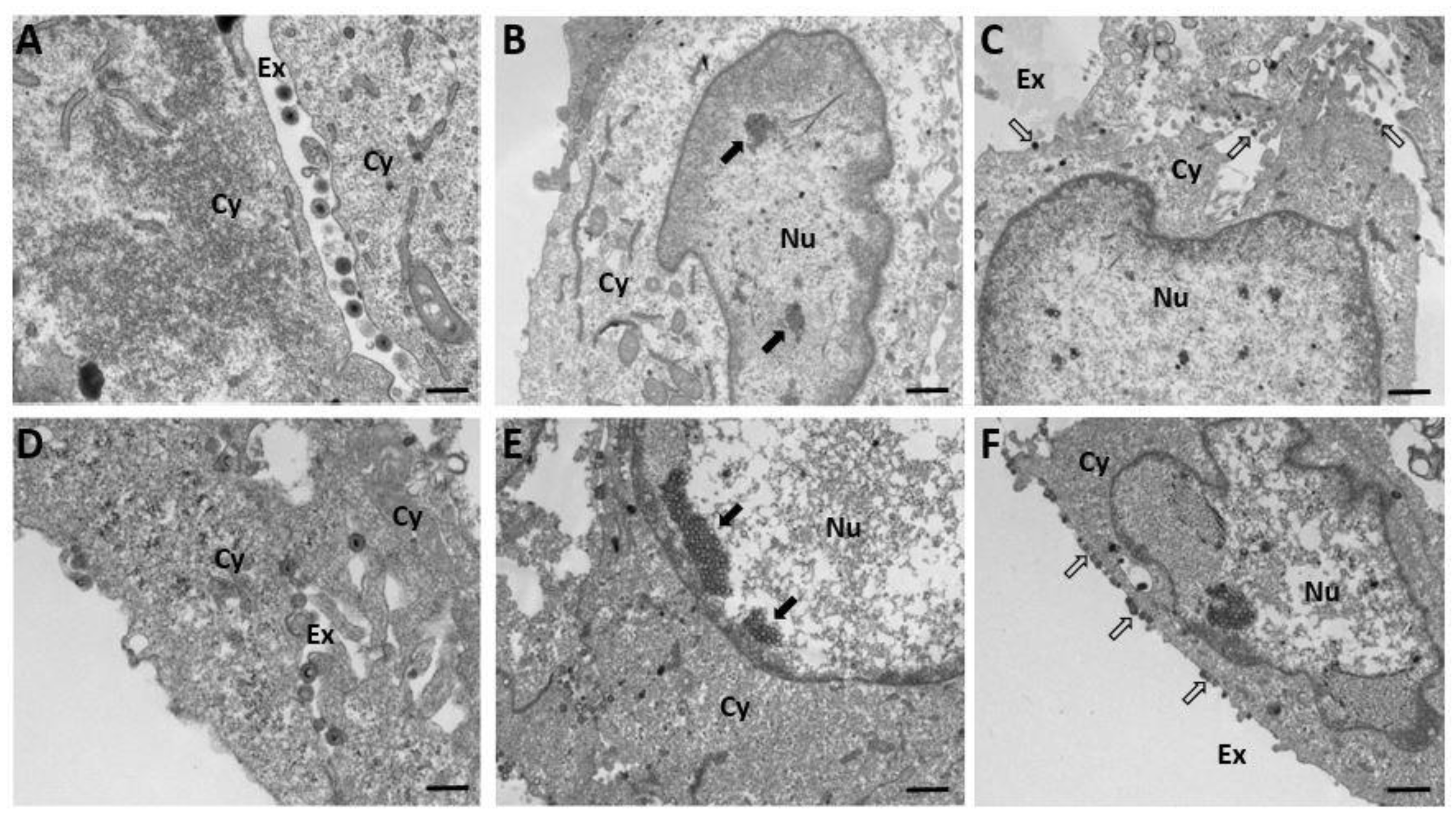 Viruses 14 01539 g007