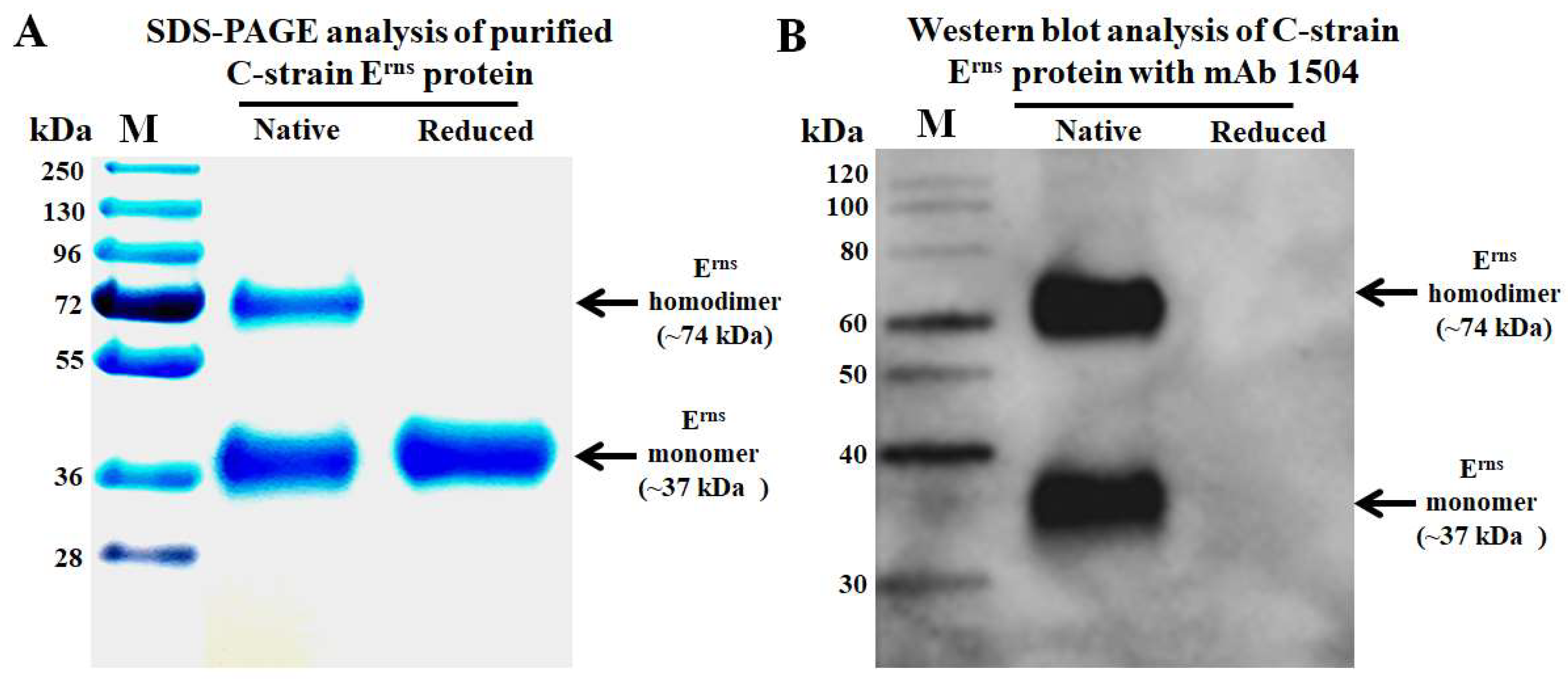 Viruses 14 01544 g001 Viruses 14 01544 g001