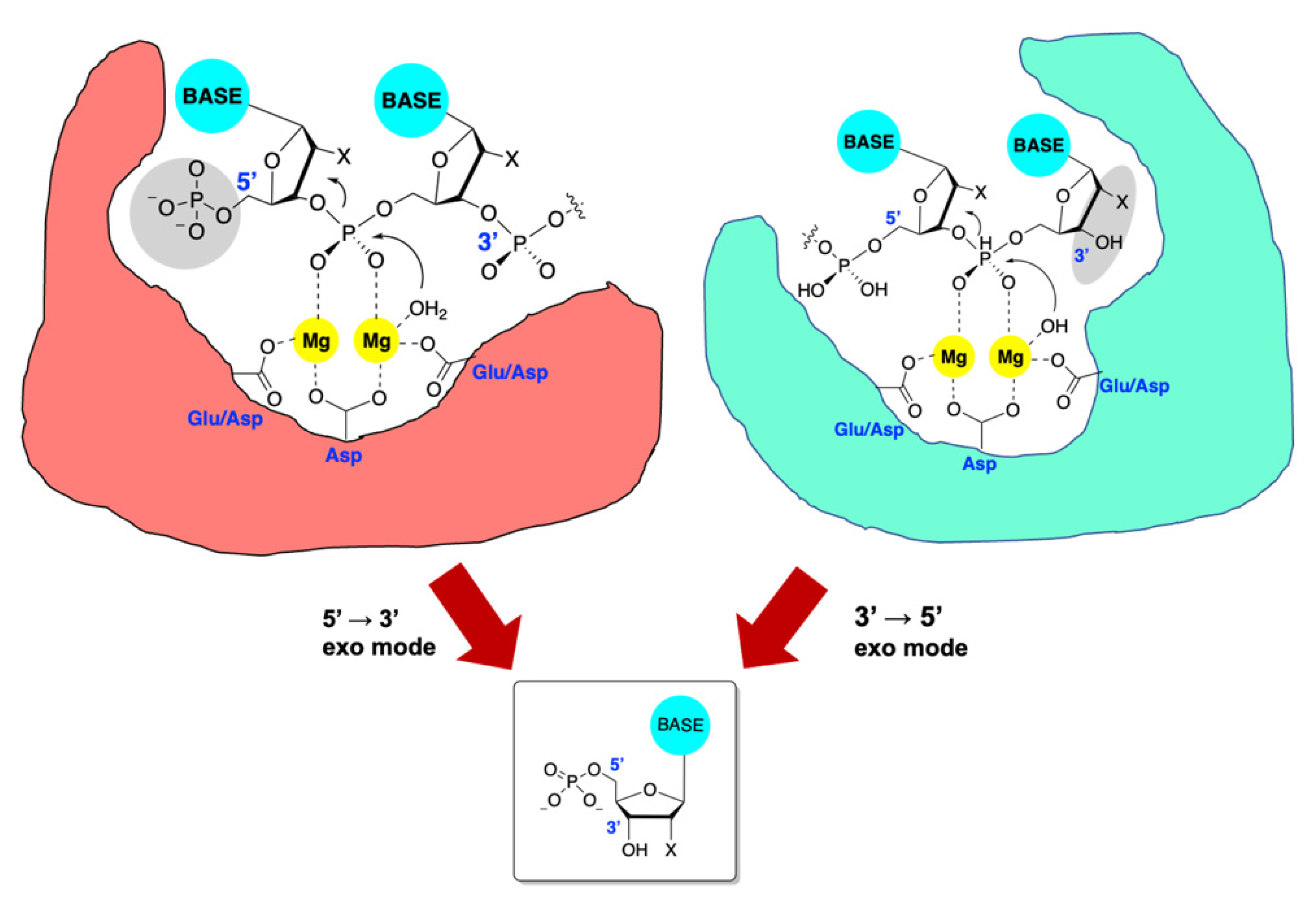 Viruses 14 01557 g001 Viruses 14 01557 g001