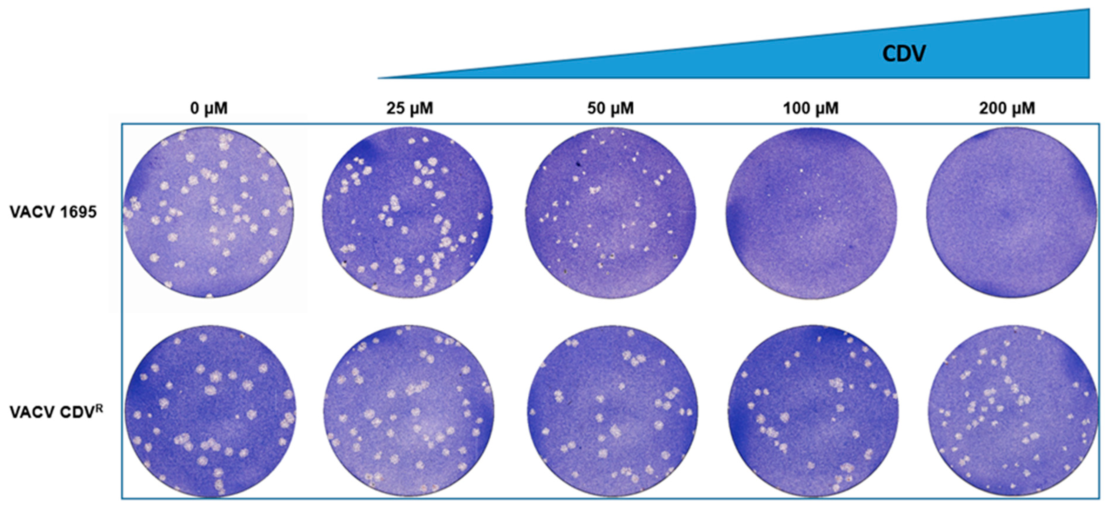 Viruses 14 01559 g003 550