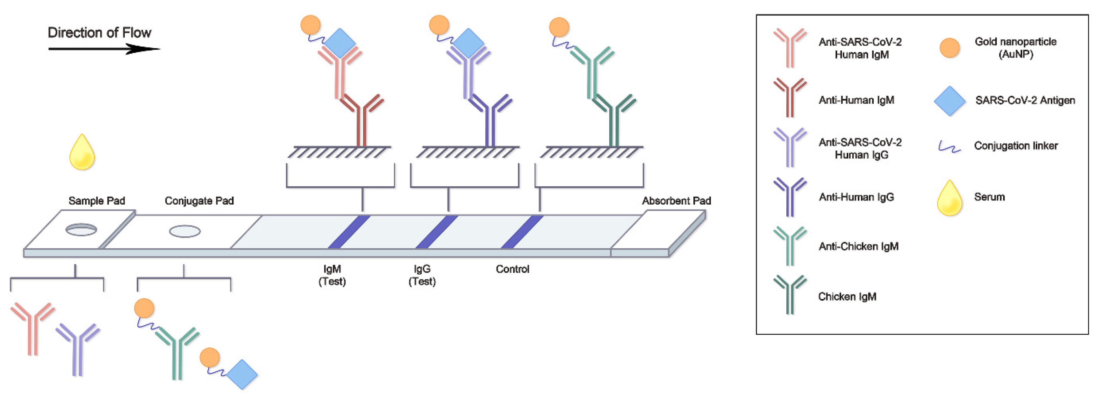Viruses 14 01560 g002 550