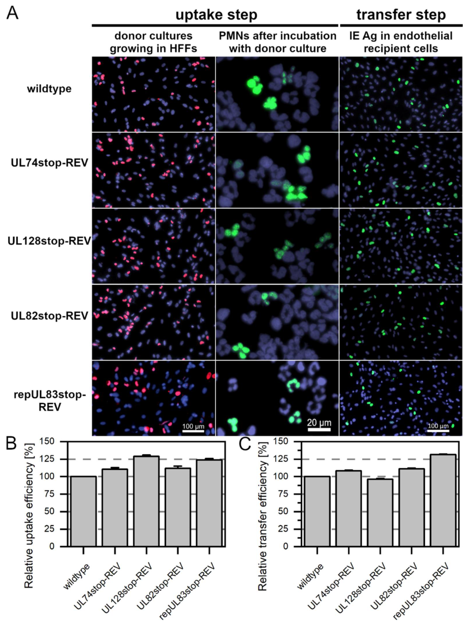 Viruses 14 01561 g001