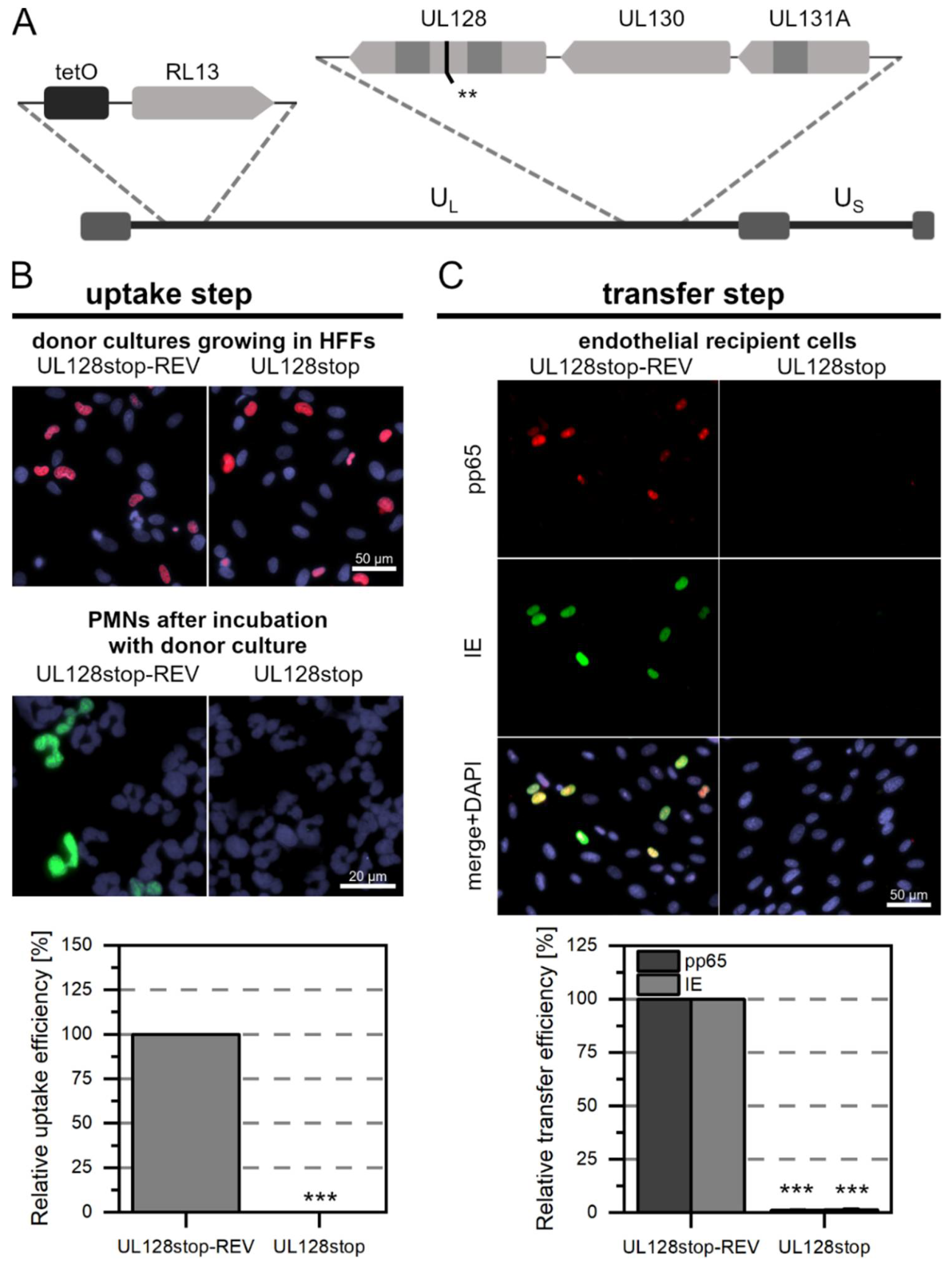 Viruses 14 01561 g002