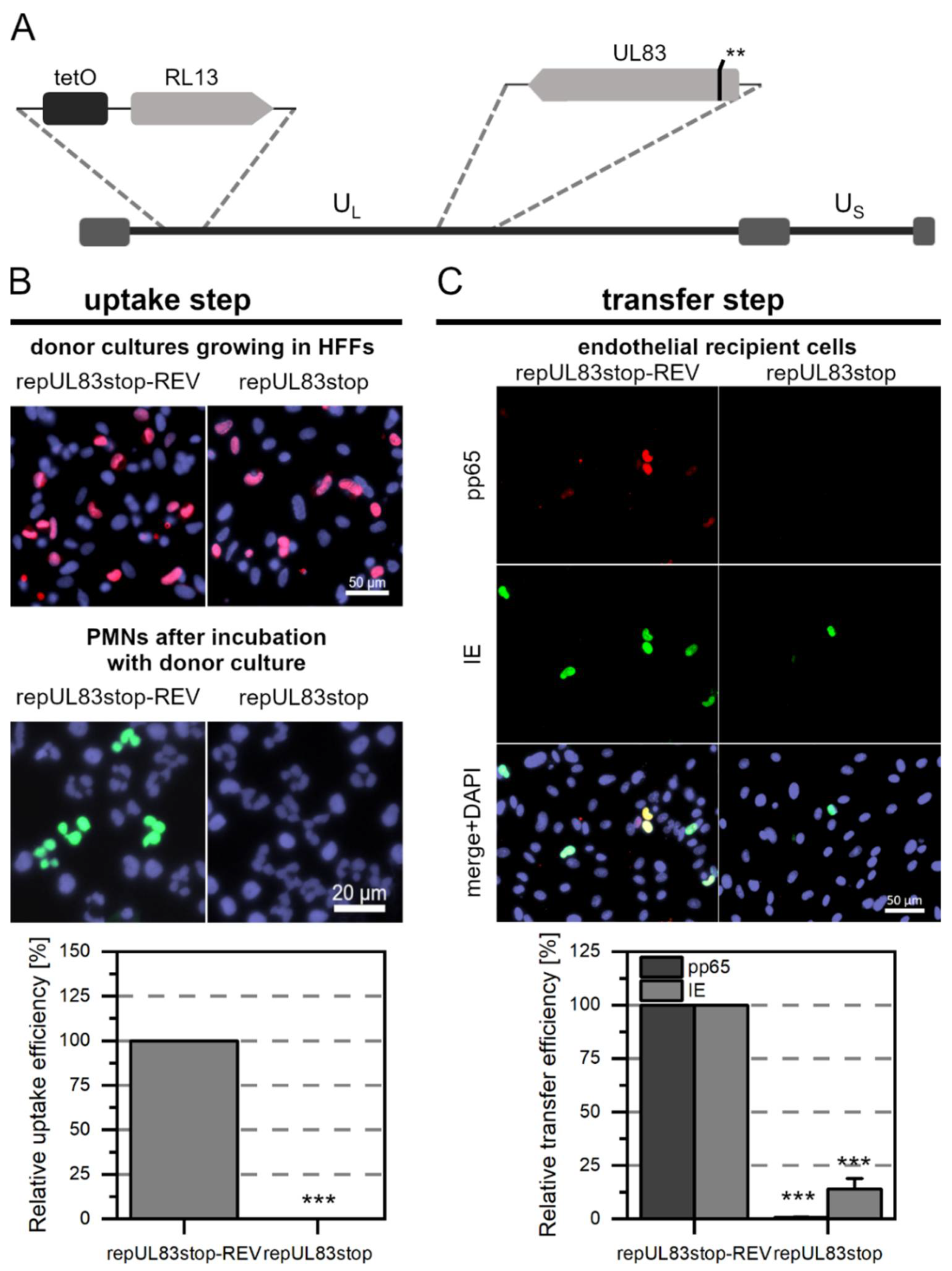 Viruses 14 01561 g004