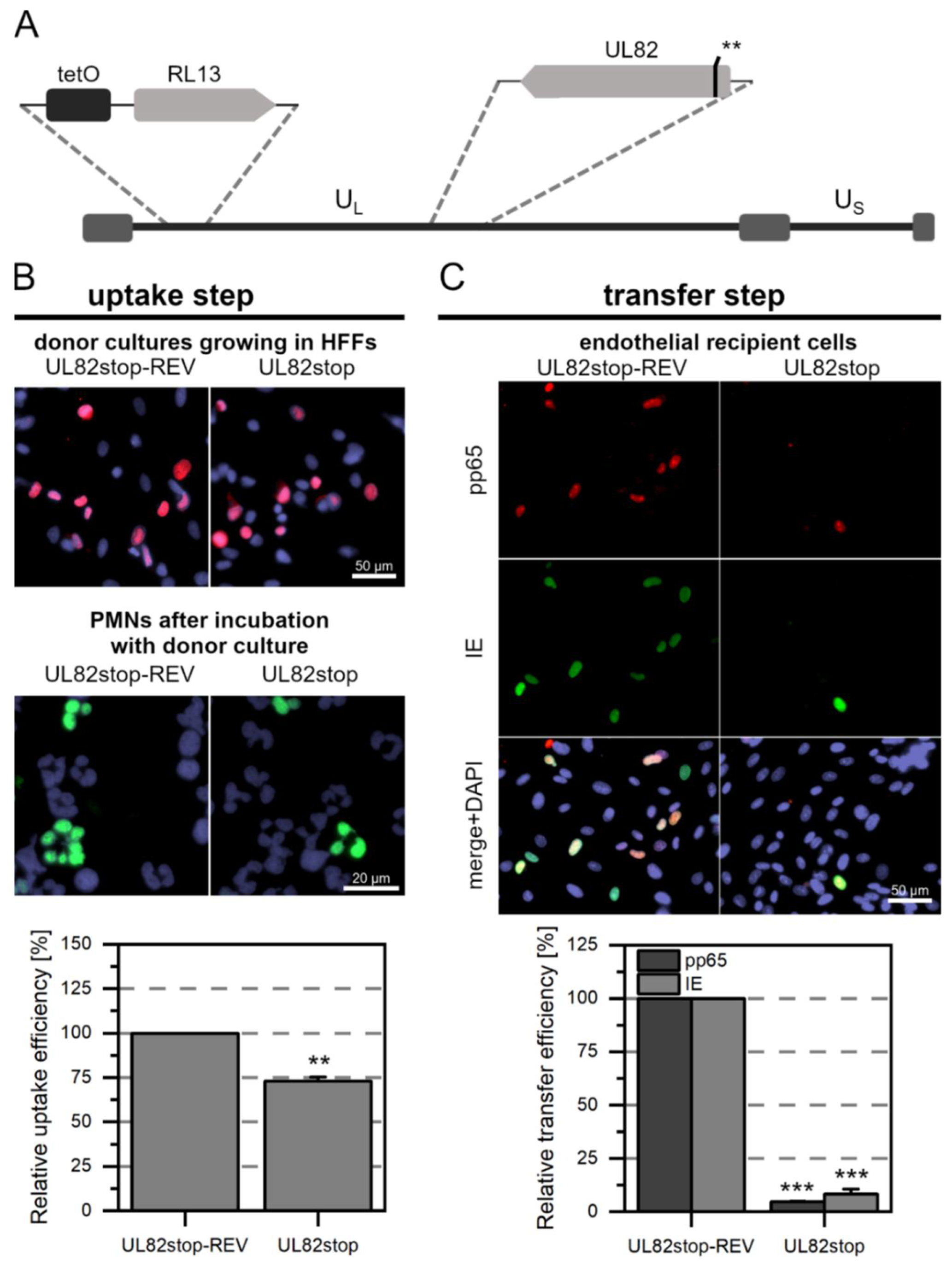 Viruses 14 01561 g005