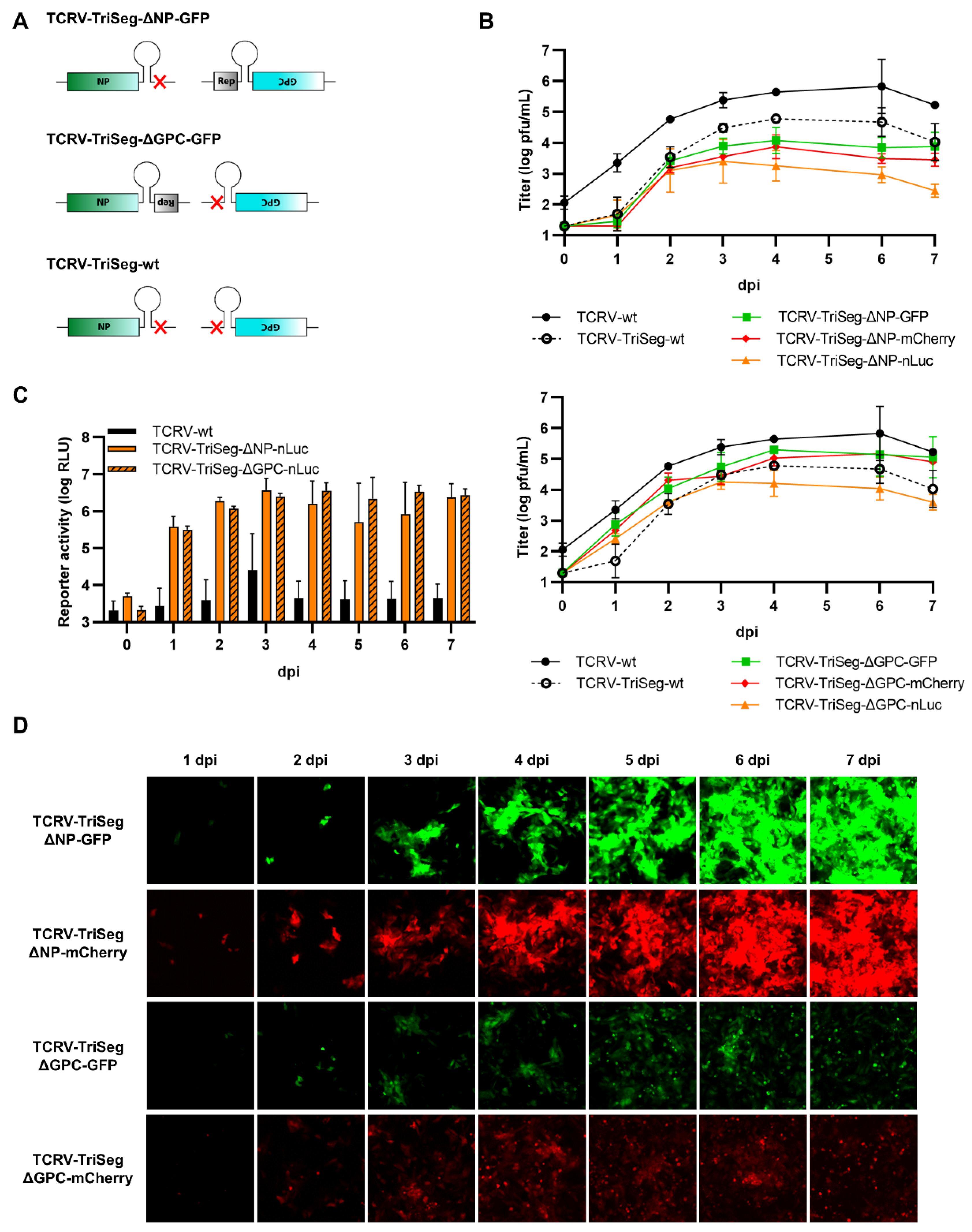 Viruses 14 01563 g001