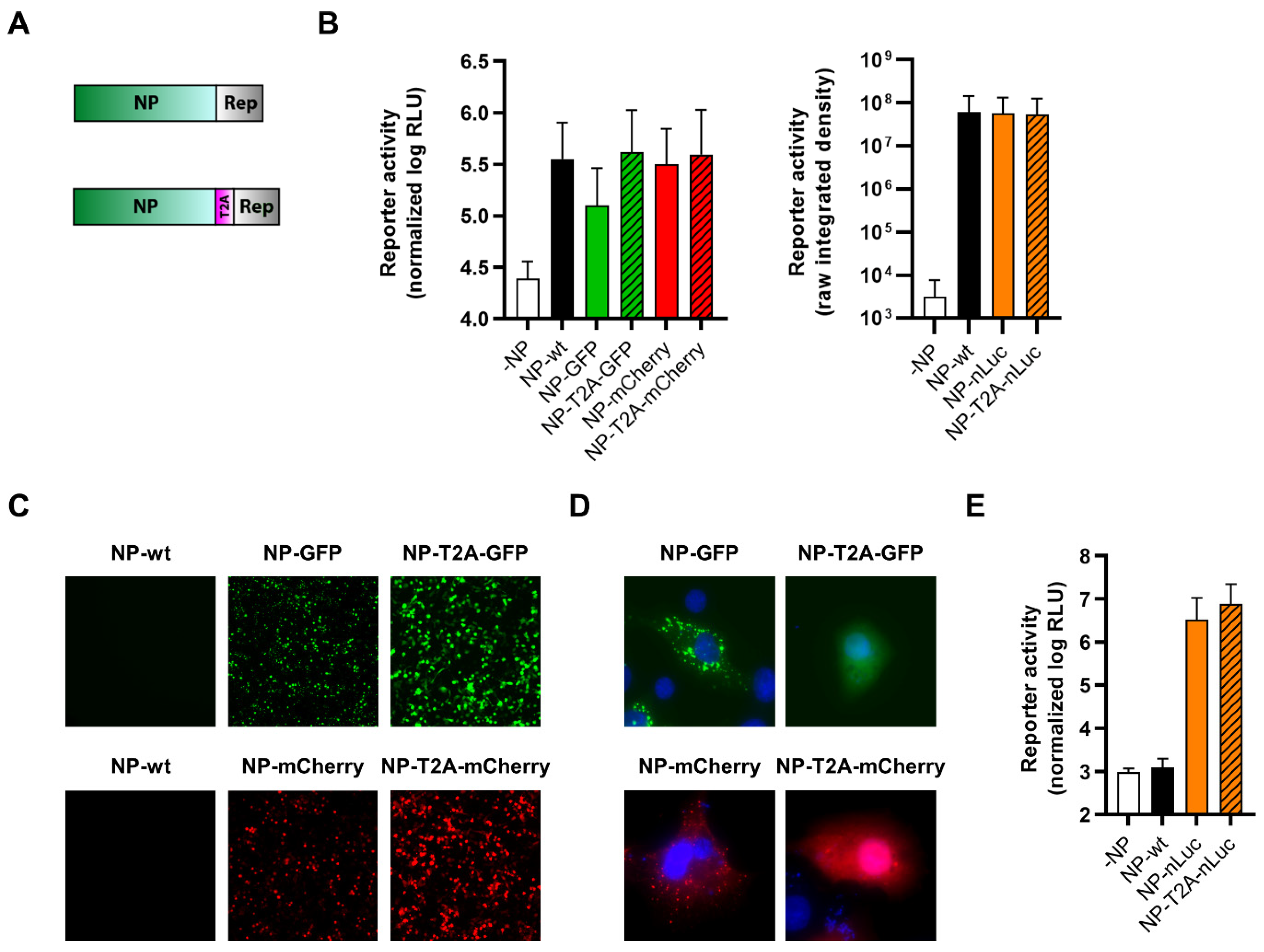 Viruses 14 01563 g004