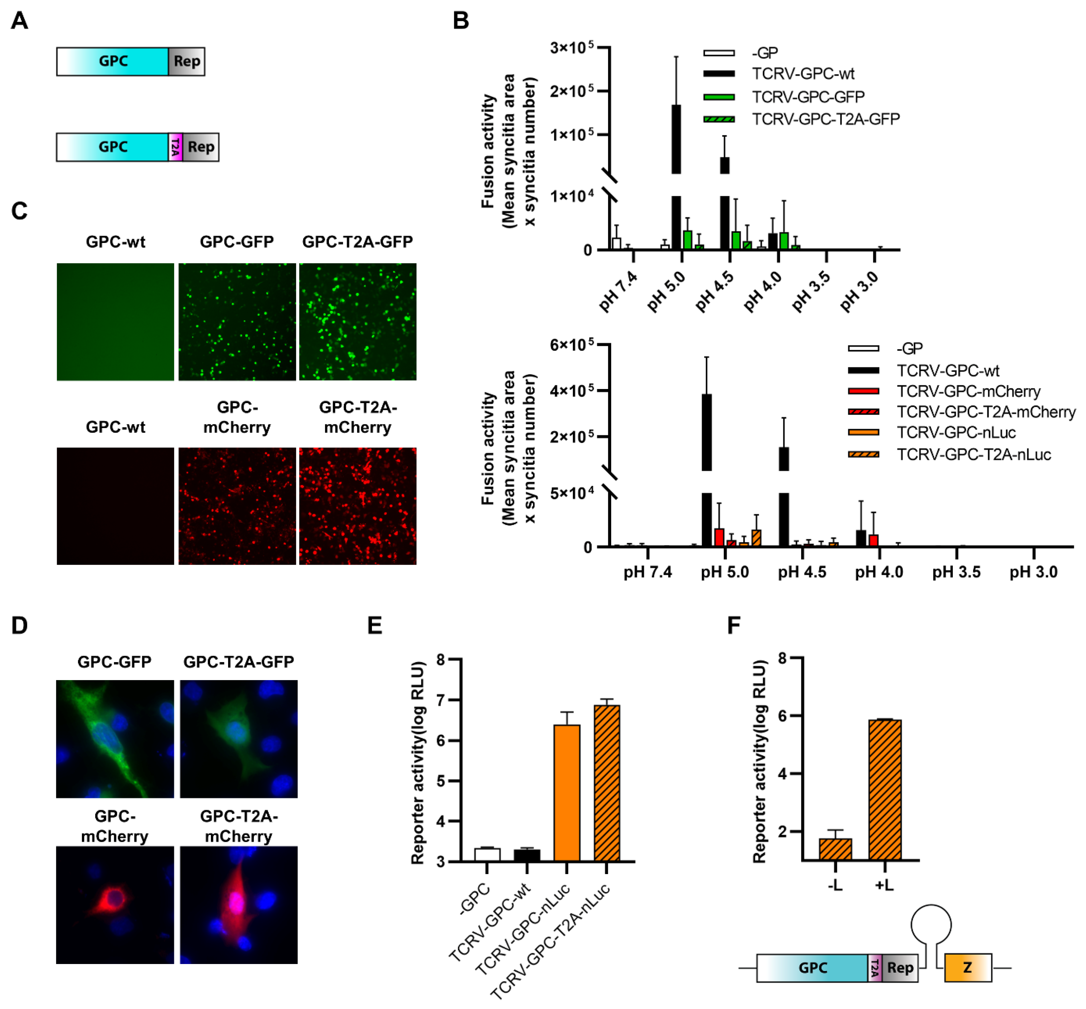 Viruses 14 01563 g005
