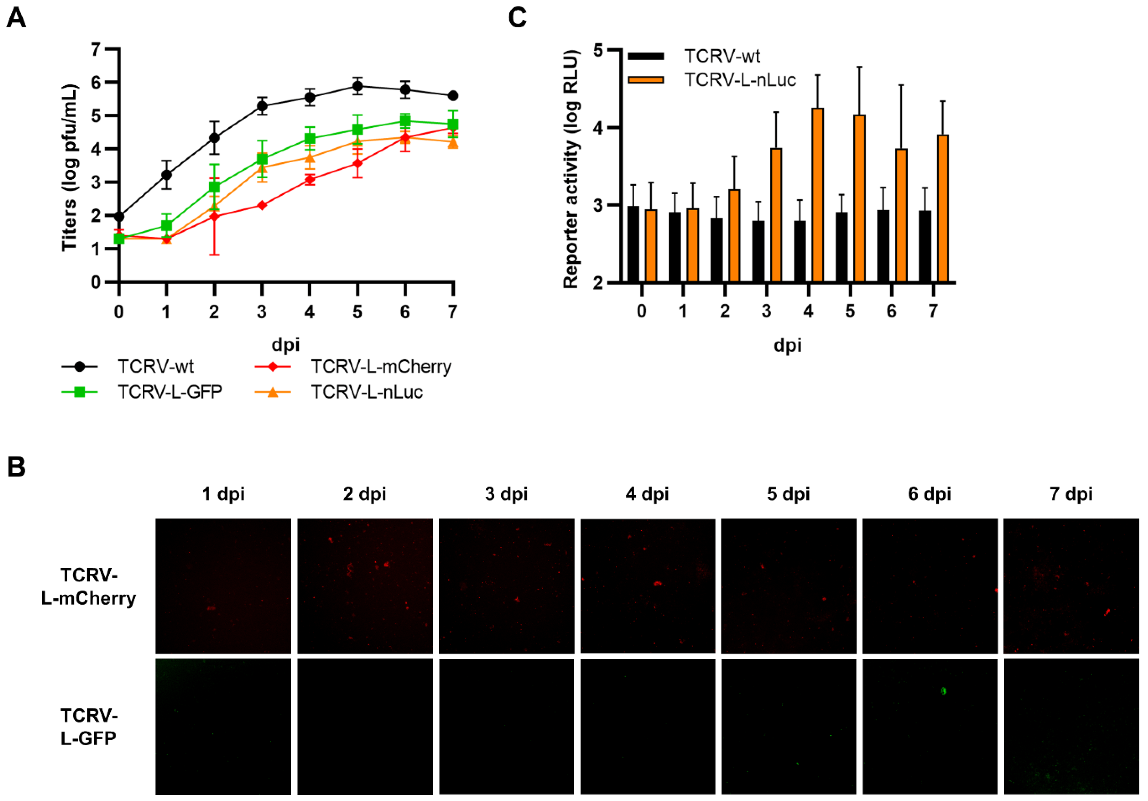 Viruses 14 01563 g011
