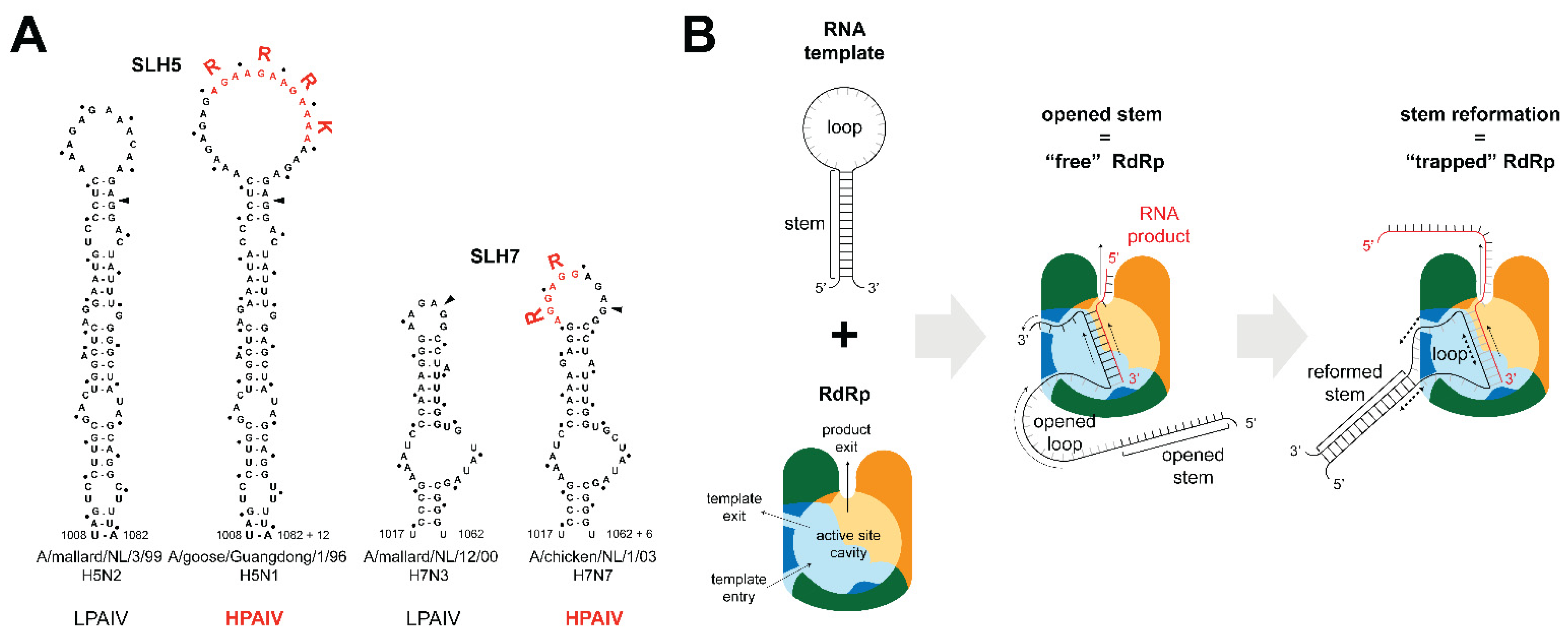 Viruses 14 01566 g005 Viruses 14 01566 g005