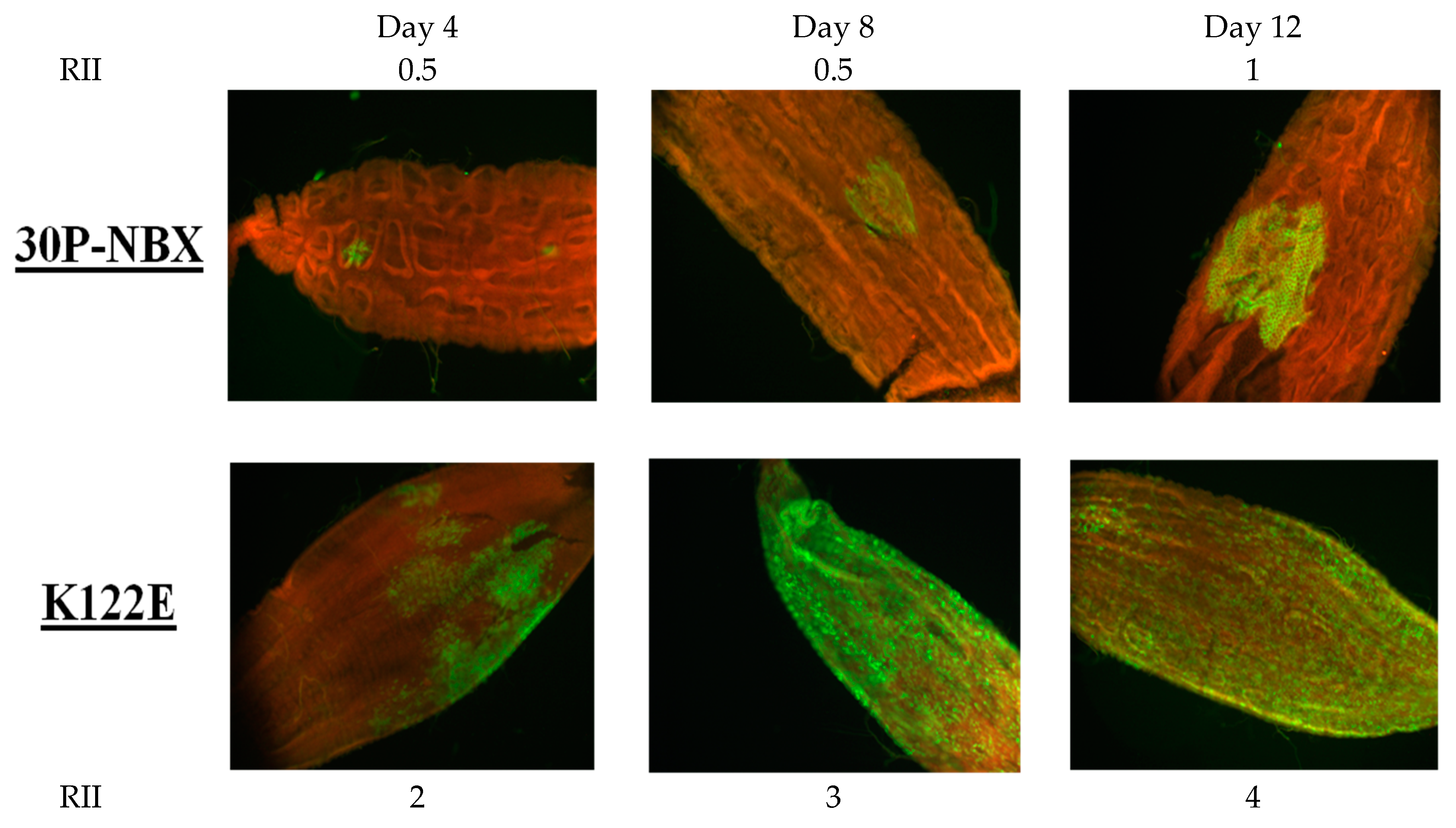 Viruses 14 01569 g005 Viruses 14 01569 g005