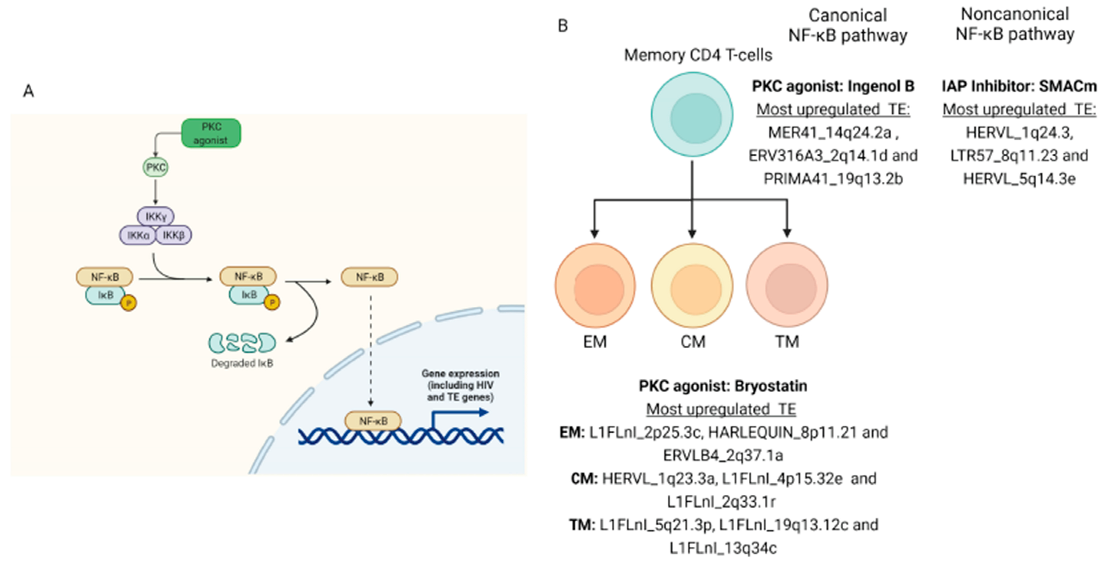 Viruses 14 01571 g004