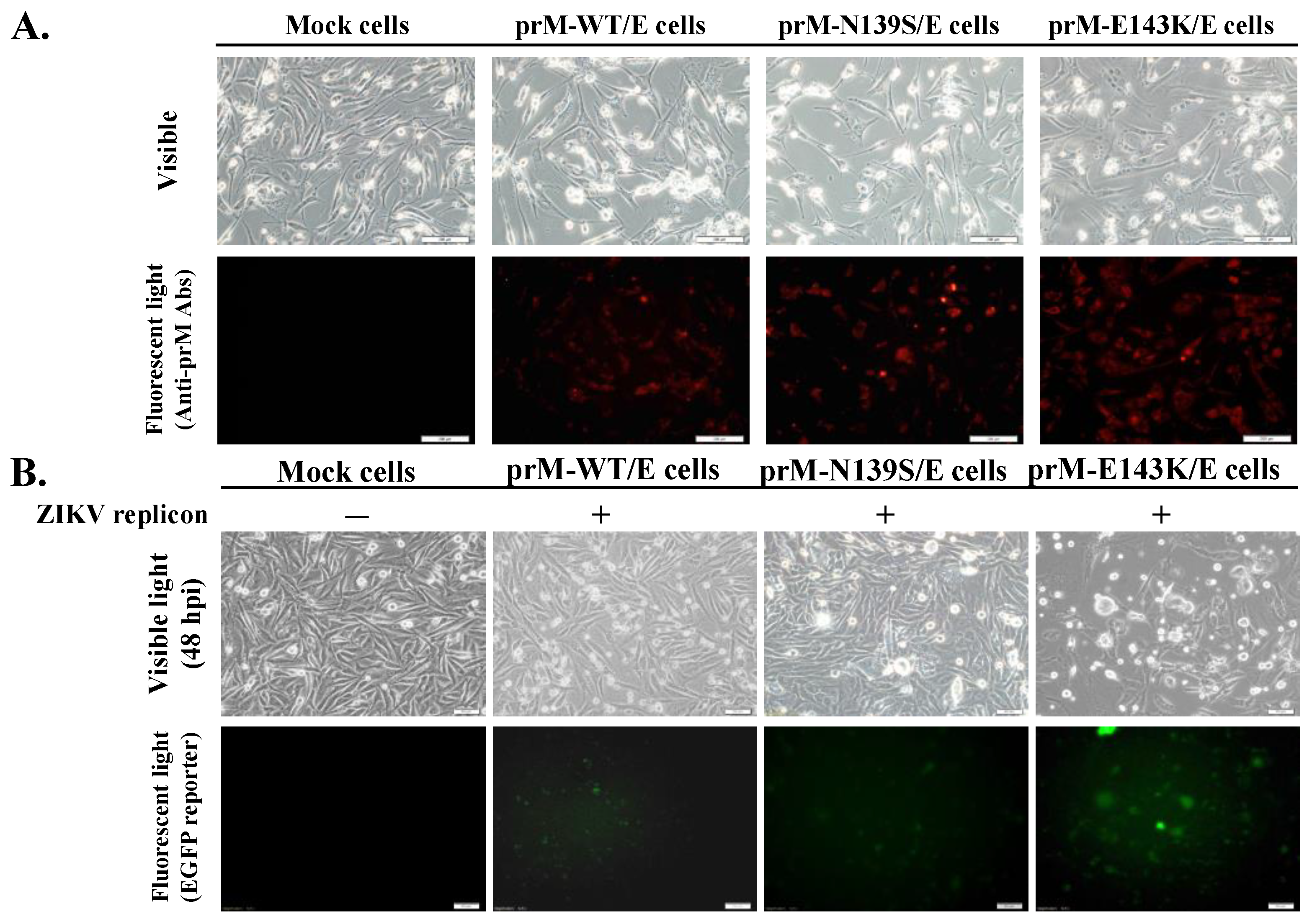 Viruses 14 01572 g002a Viruses 14 01572 g002a