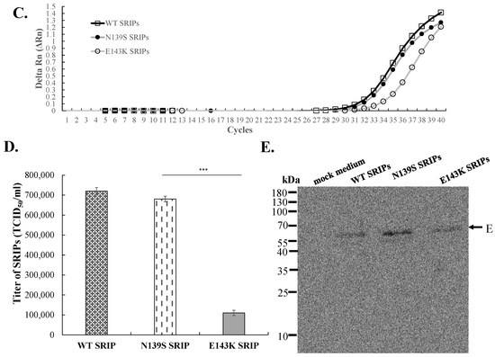 A Reverse Mutation E143K within the PrM Protein of Zika Virus