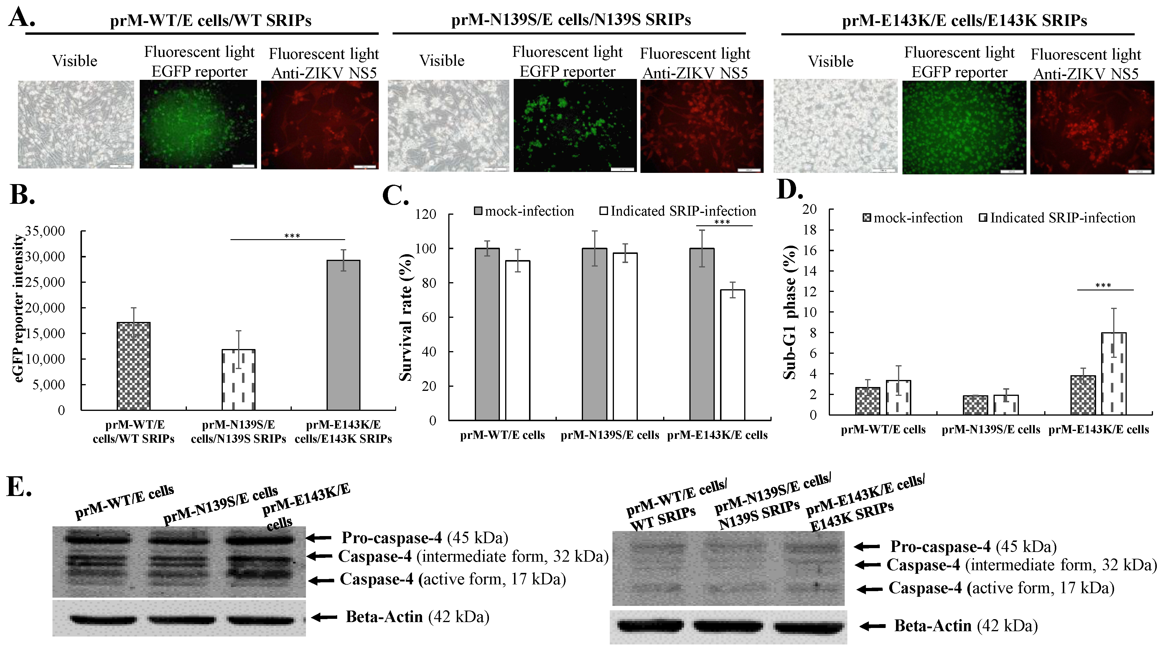 Viruses 14 01572 g003 Viruses 14 01572 g003