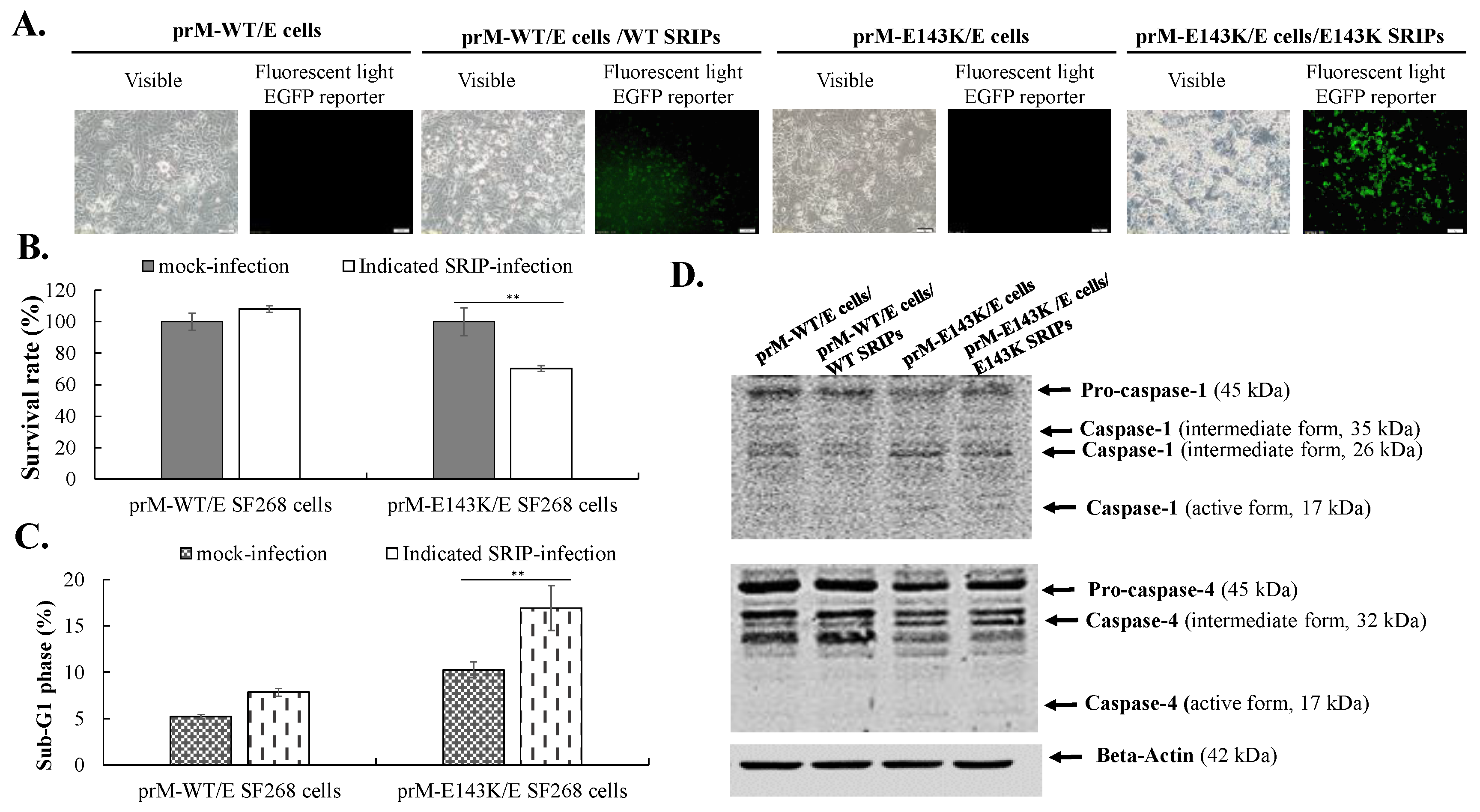 Viruses 14 01572 g004 Viruses 14 01572 g004