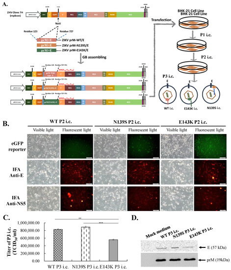 A Reverse Mutation E143K within the PrM Protein of Zika Virus Asian ...