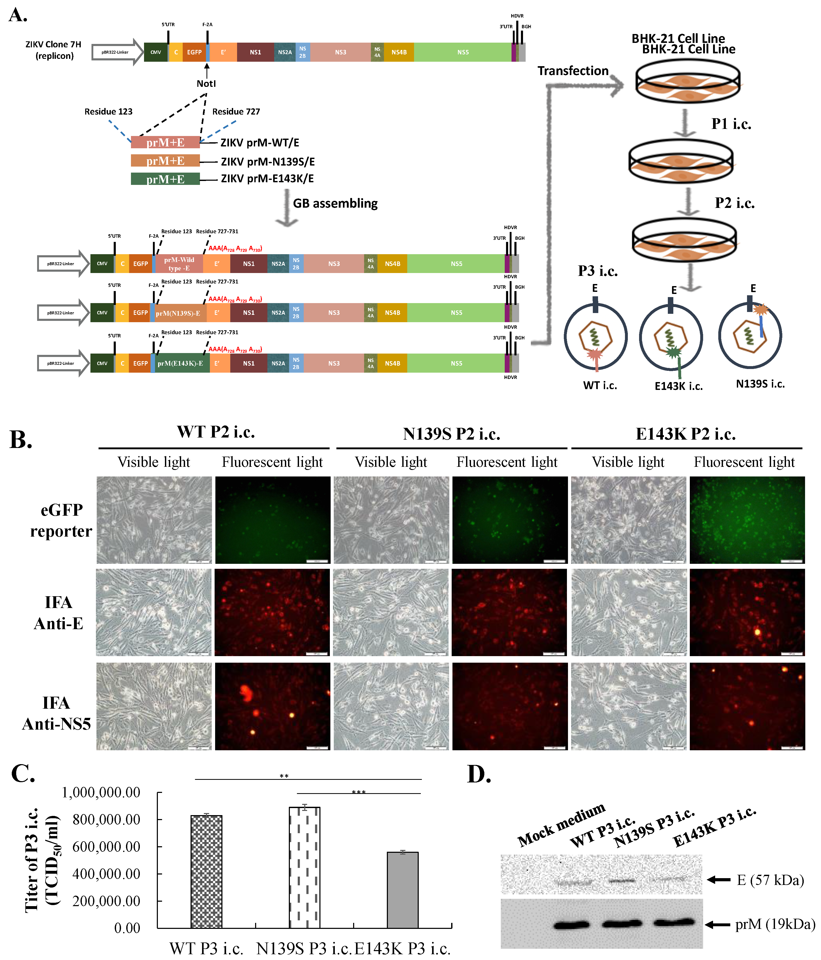 Viruses 14 01572 g005 Viruses 14 01572 g005