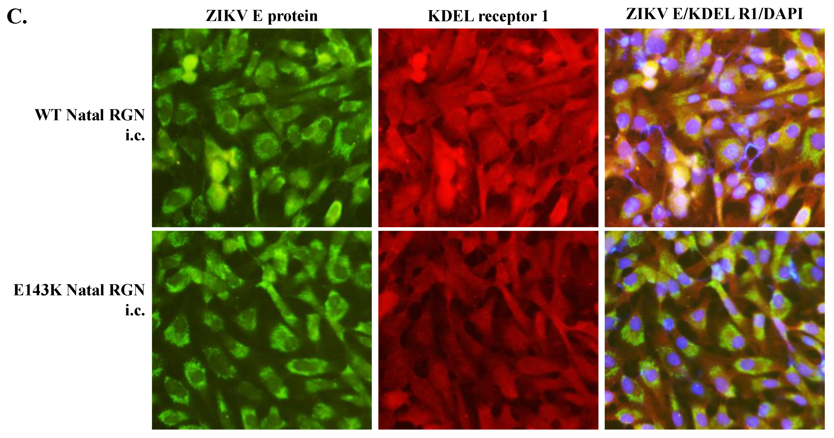 Viruses 14 01572 g009b Viruses 14 01572 g009b