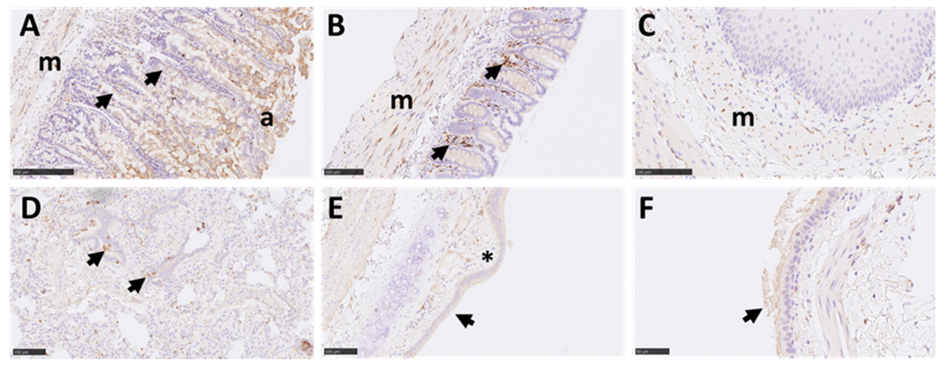Viruses 14 01580 g008 550
