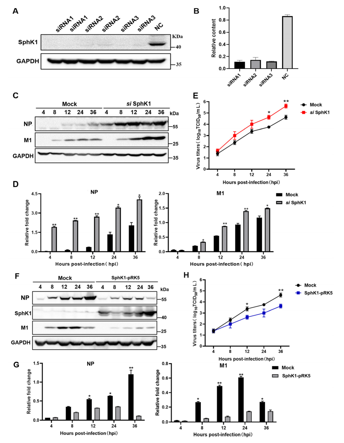 Viruses 14 01585 g004