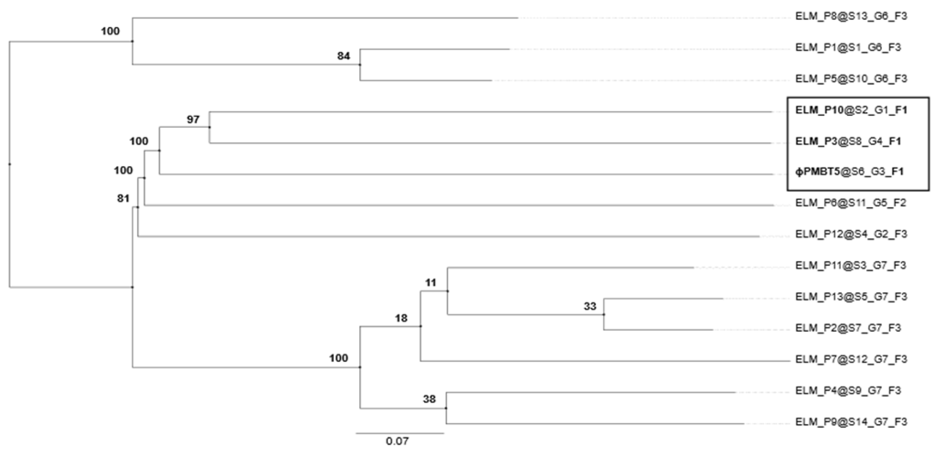 Viruses 14 01598 g004 550