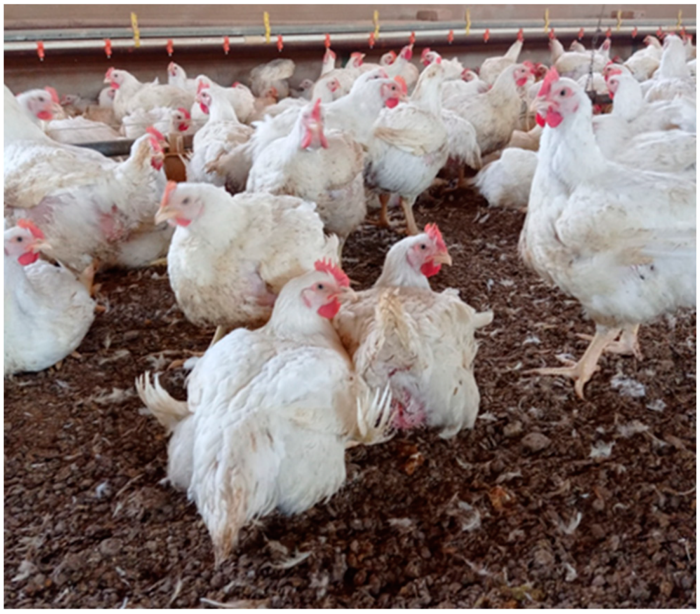 Viruses 14 01600 g002