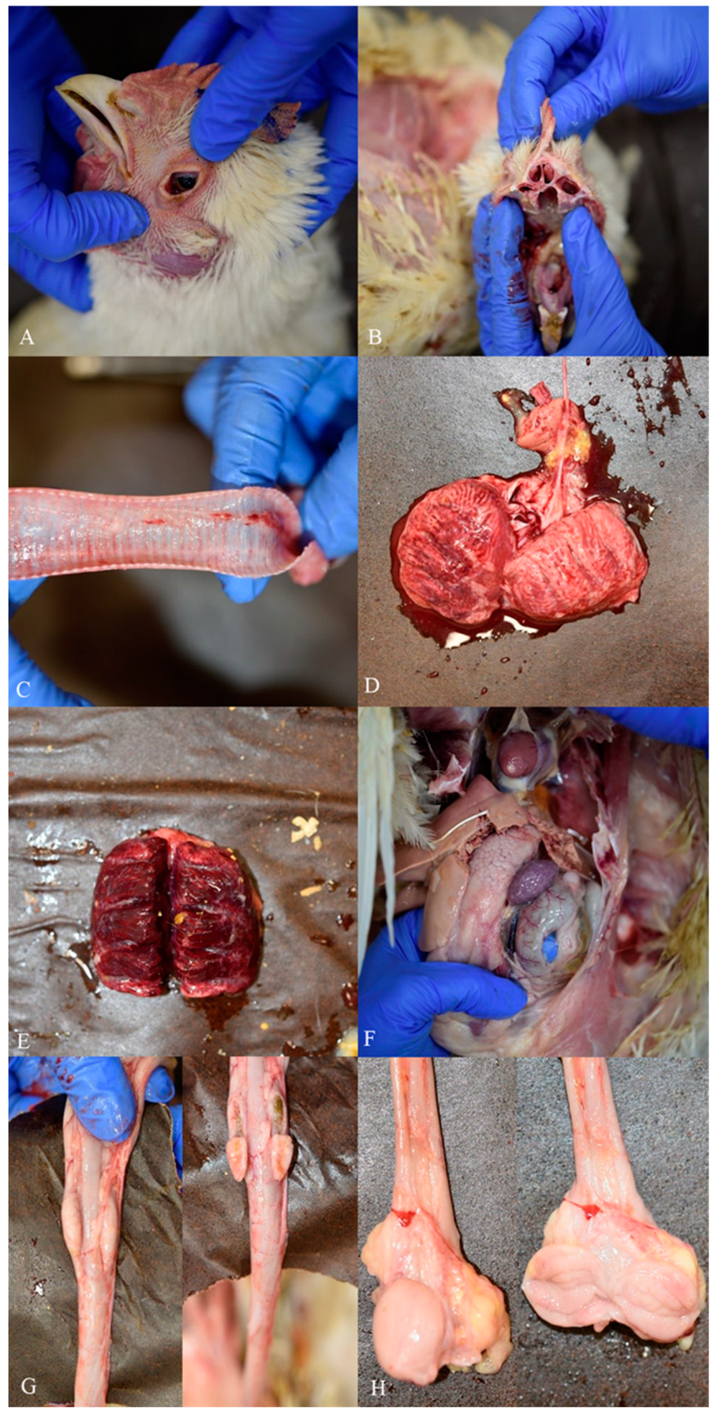 Viruses 14 01600 g004