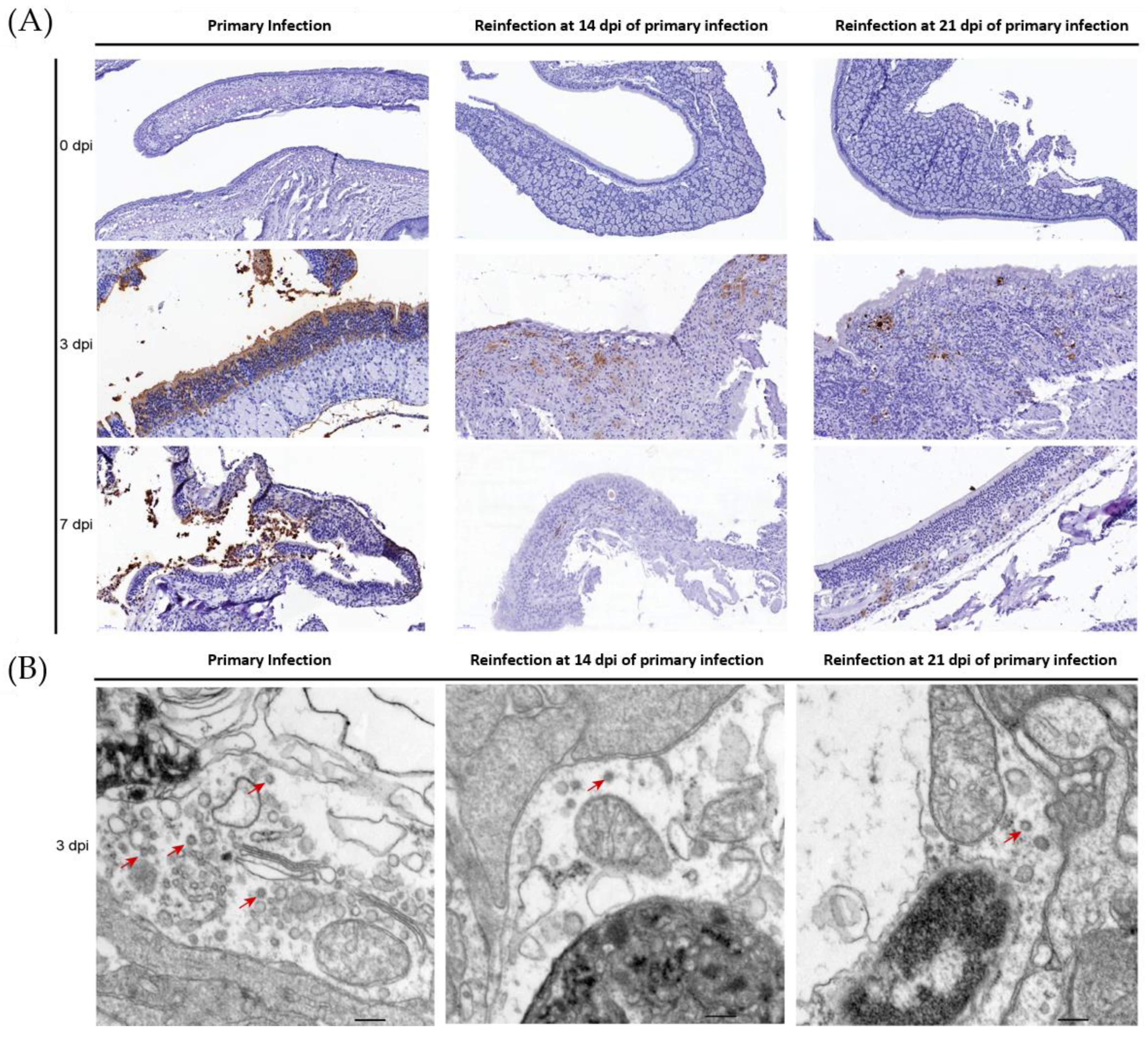 Viruses 14 01608 g003 Viruses 14 01608 g003