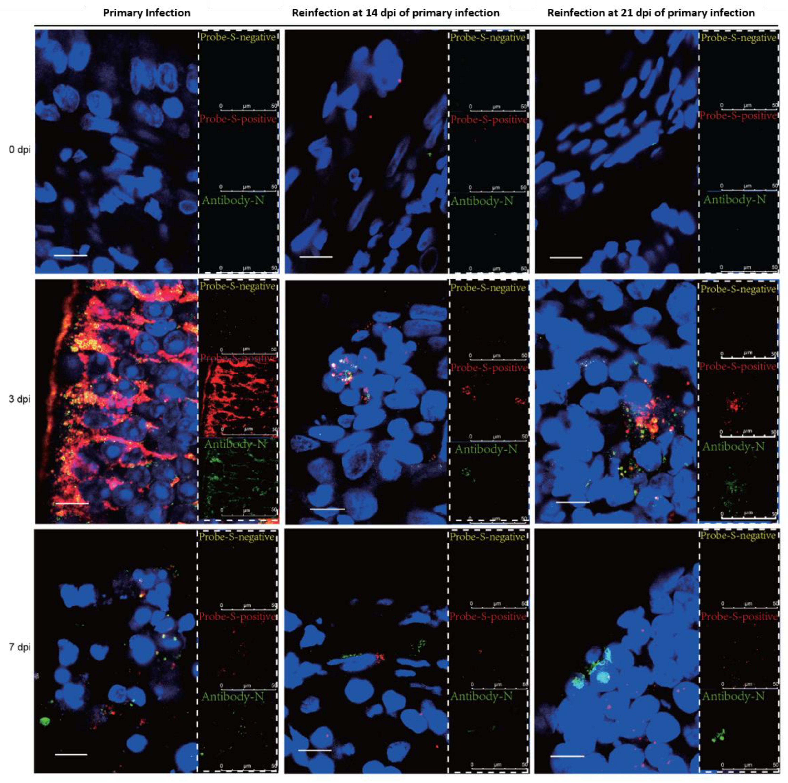 Viruses 14 01608 g004 Viruses 14 01608 g004