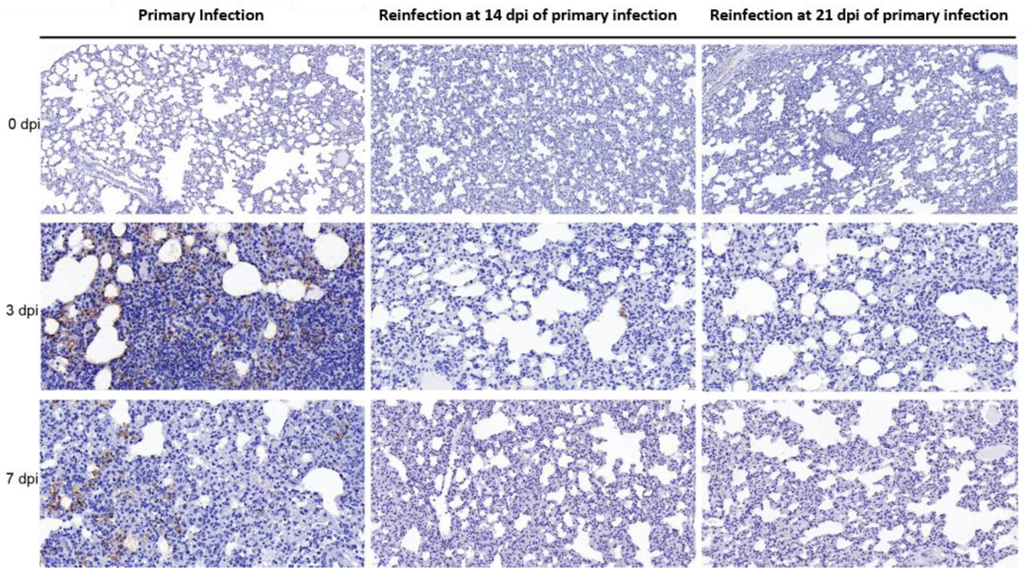 Viruses 14 01608 g005 Viruses 14 01608 g005