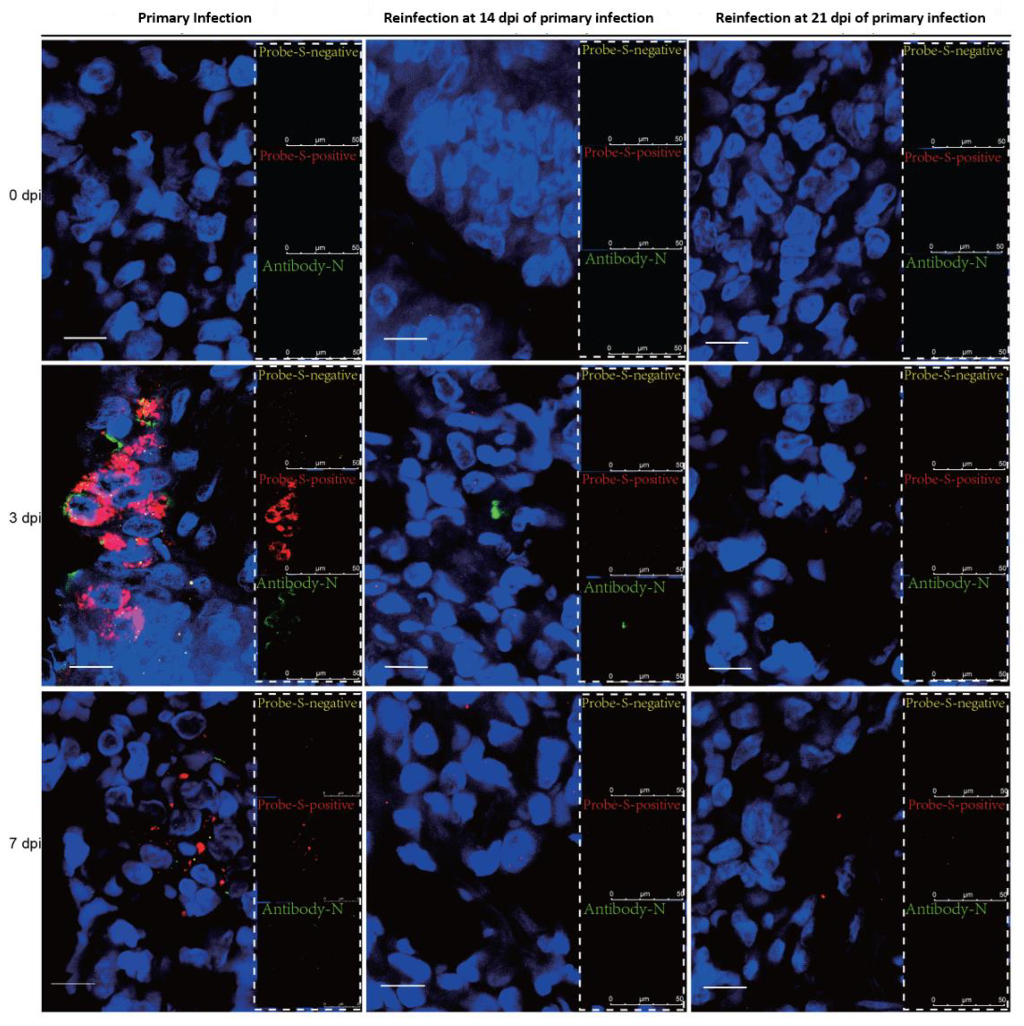 Viruses 14 01608 g006 Viruses 14 01608 g006