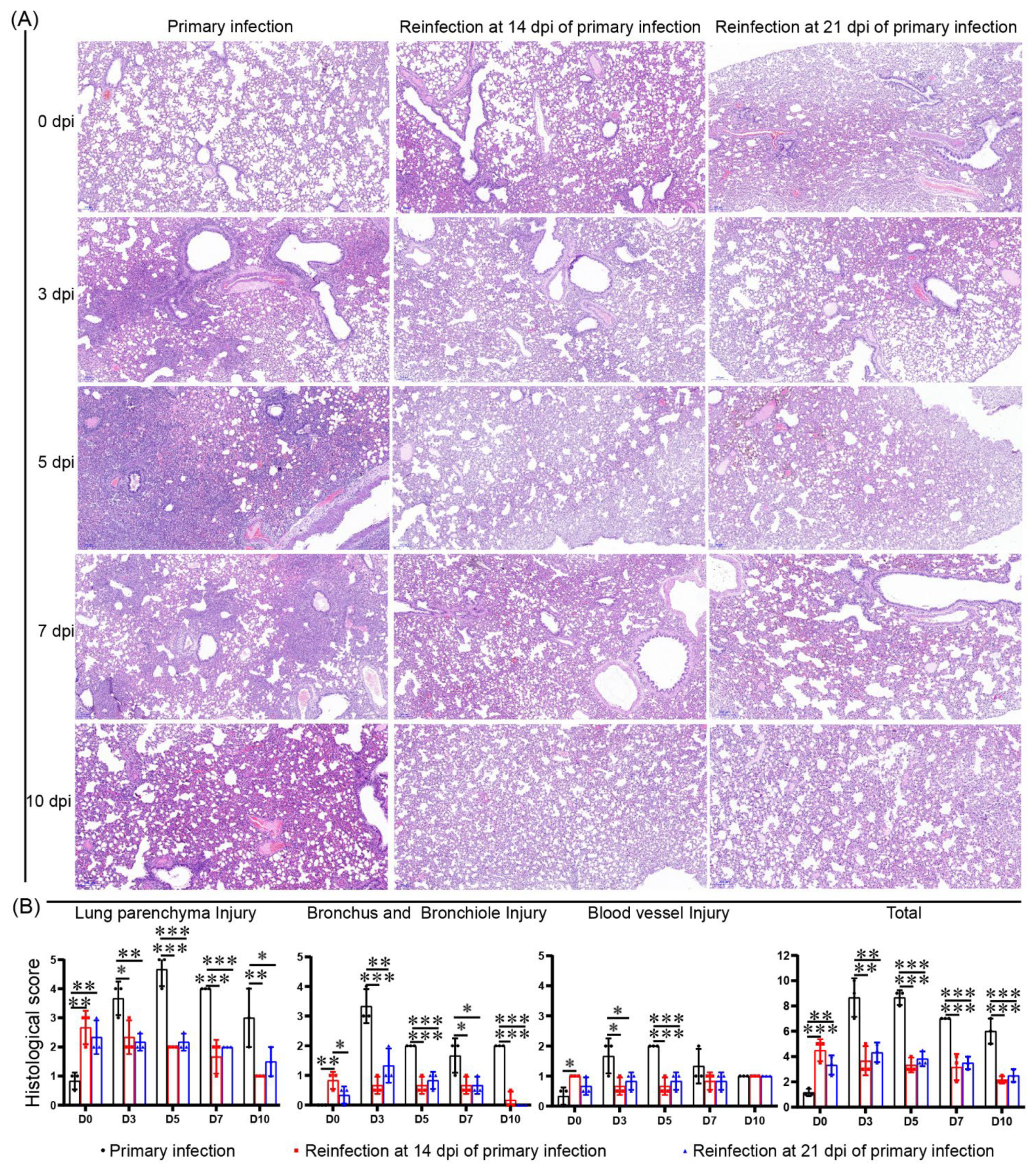 Viruses 14 01608 g007 Viruses 14 01608 g007