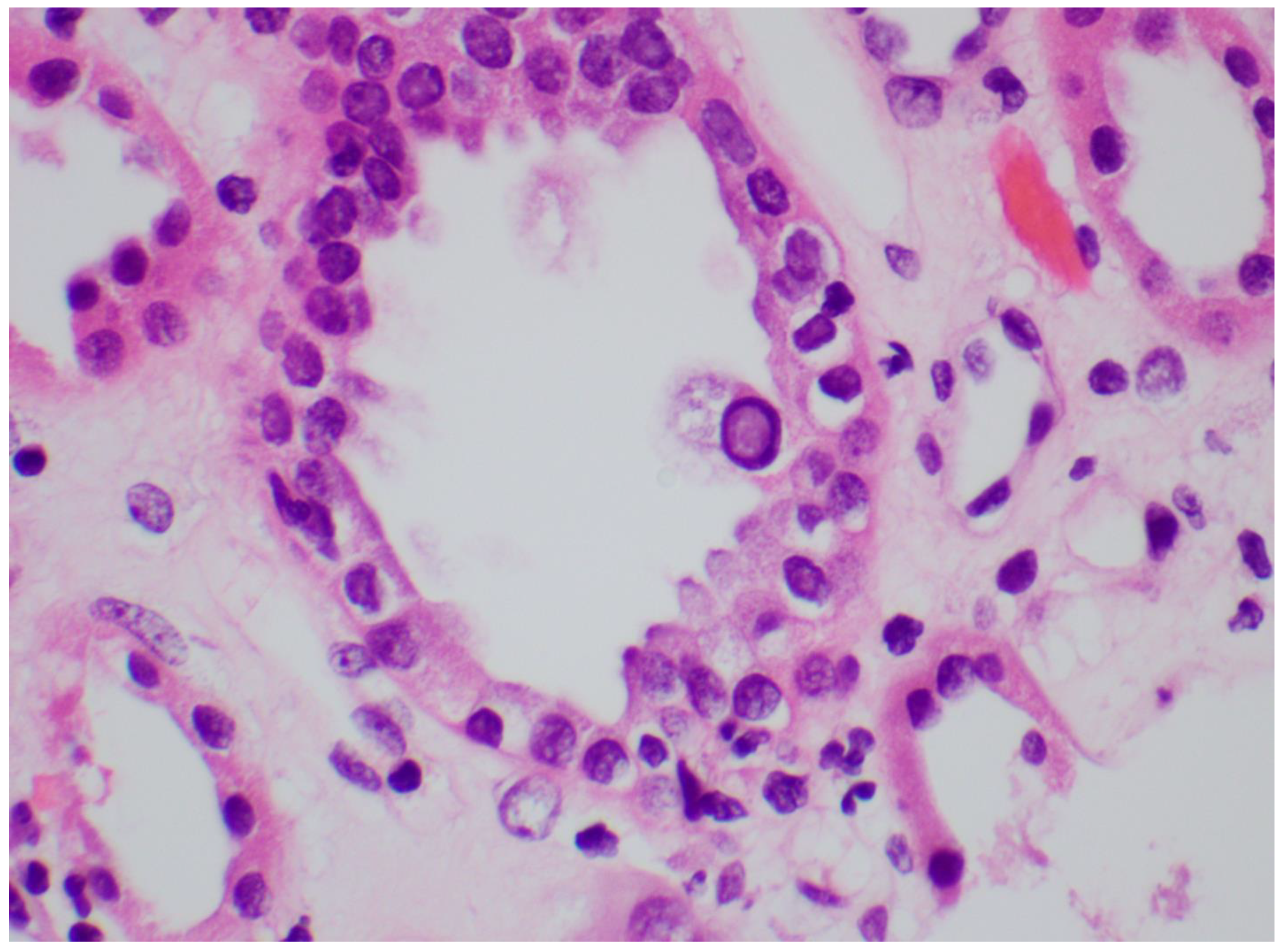 Viruses 14 01616 g002 Viruses 14 01616 g002