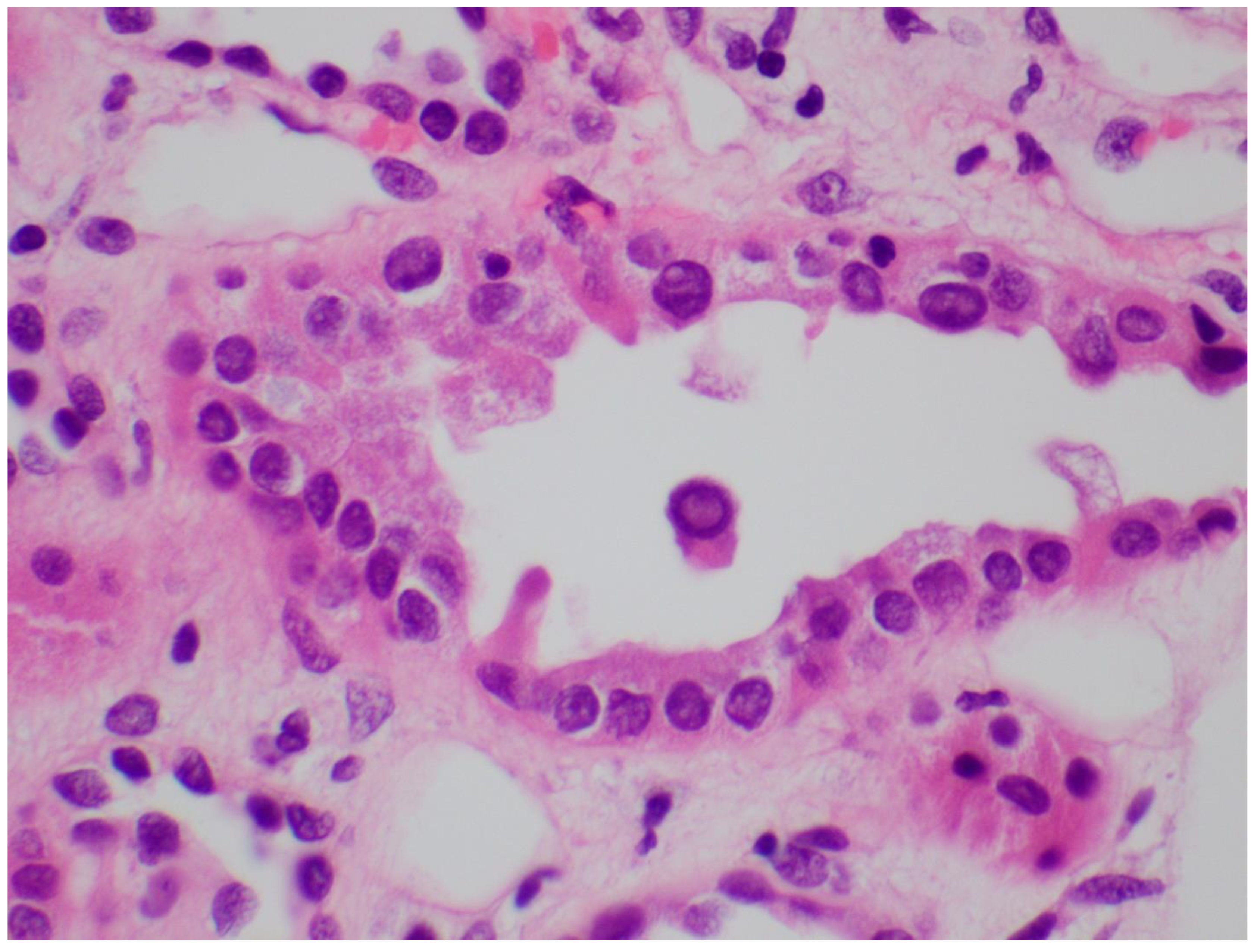 Viruses 14 01616 g003 Viruses 14 01616 g003