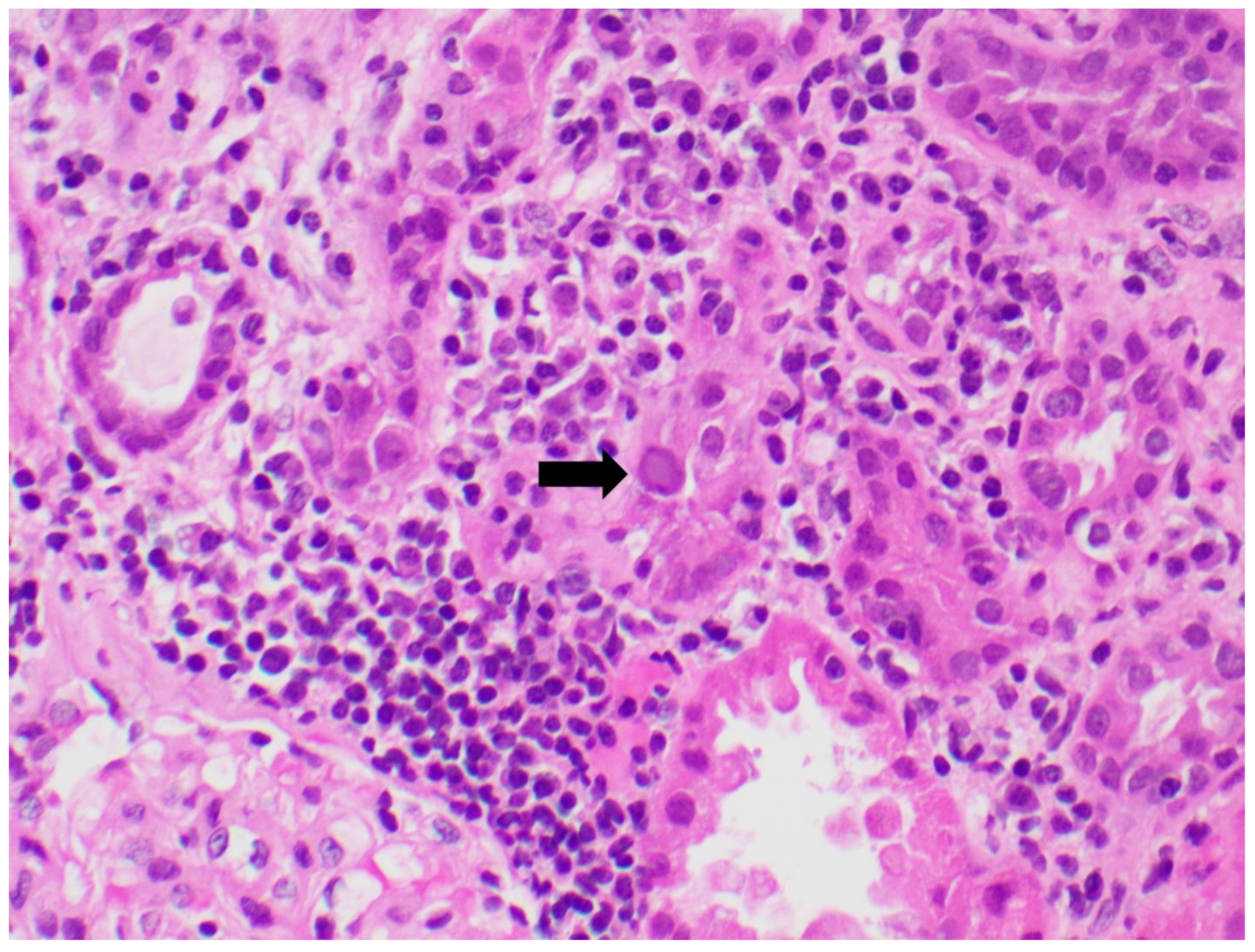 Viruses 14 01616 g004 Viruses 14 01616 g004