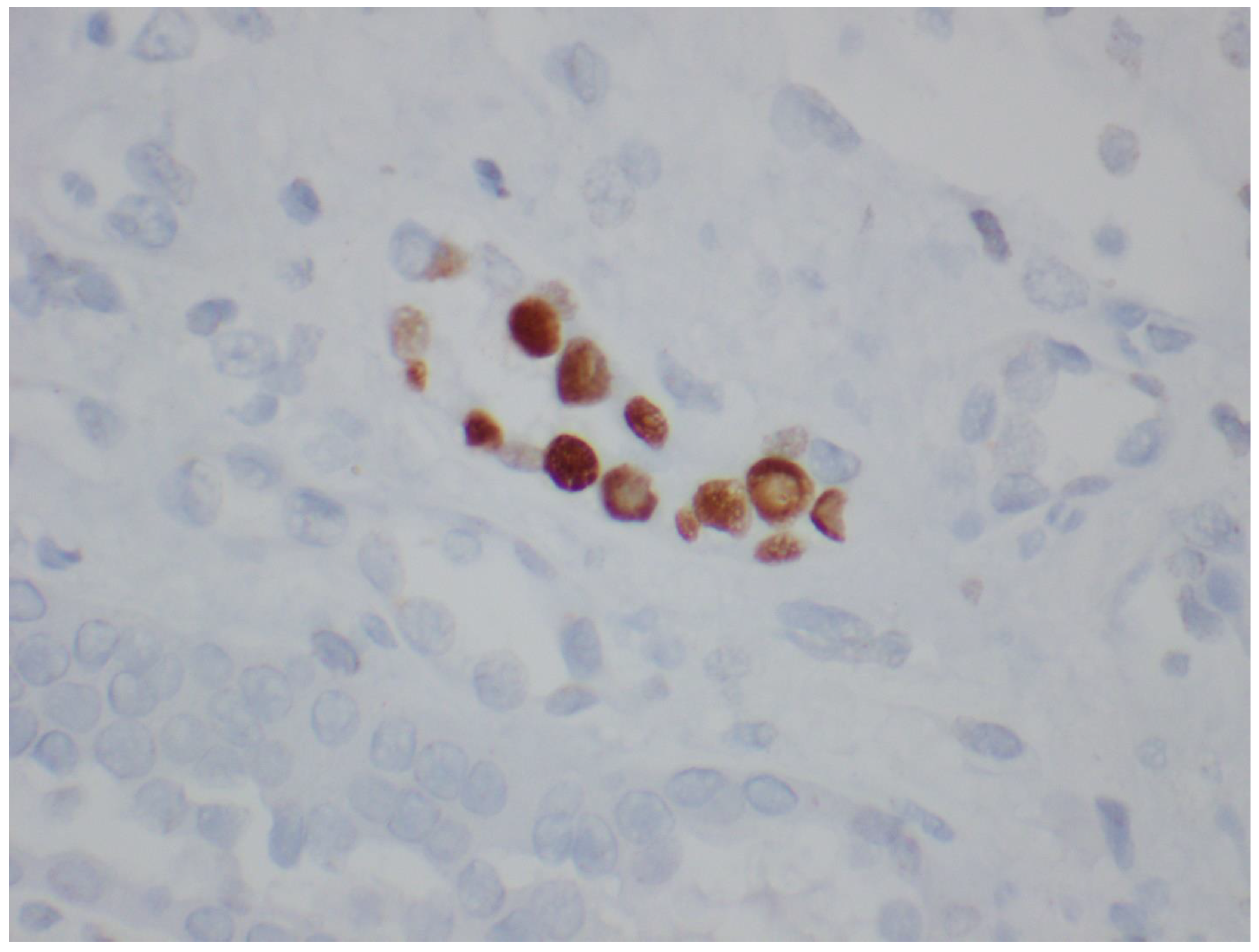 Viruses 14 01616 g005 Viruses 14 01616 g005